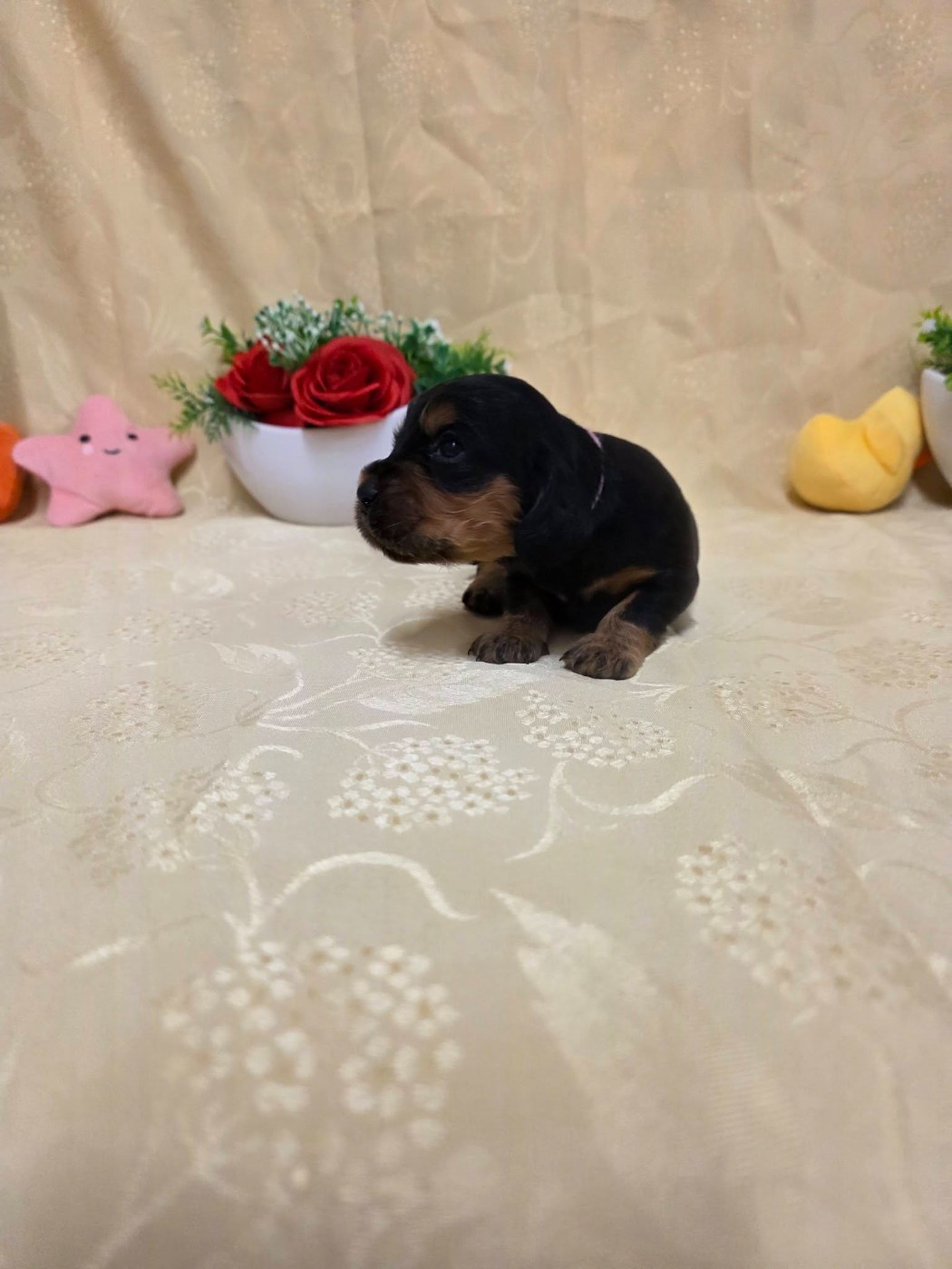 du domaine de Std Gladyce - Chiots disponibles - Cocker Spaniel Anglais