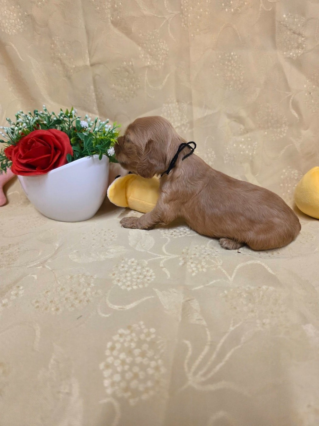 du domaine de Std Gladyce - Chiots disponibles - Cocker Spaniel Anglais