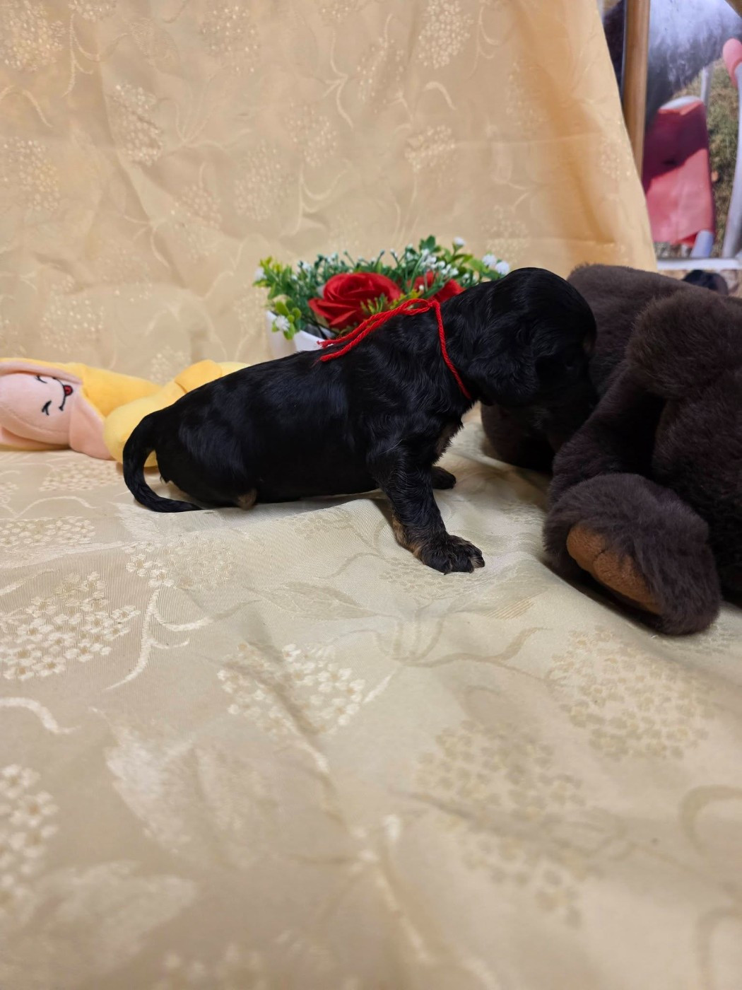 du domaine de Std Gladyce - Chiots disponibles - Cocker Spaniel Anglais