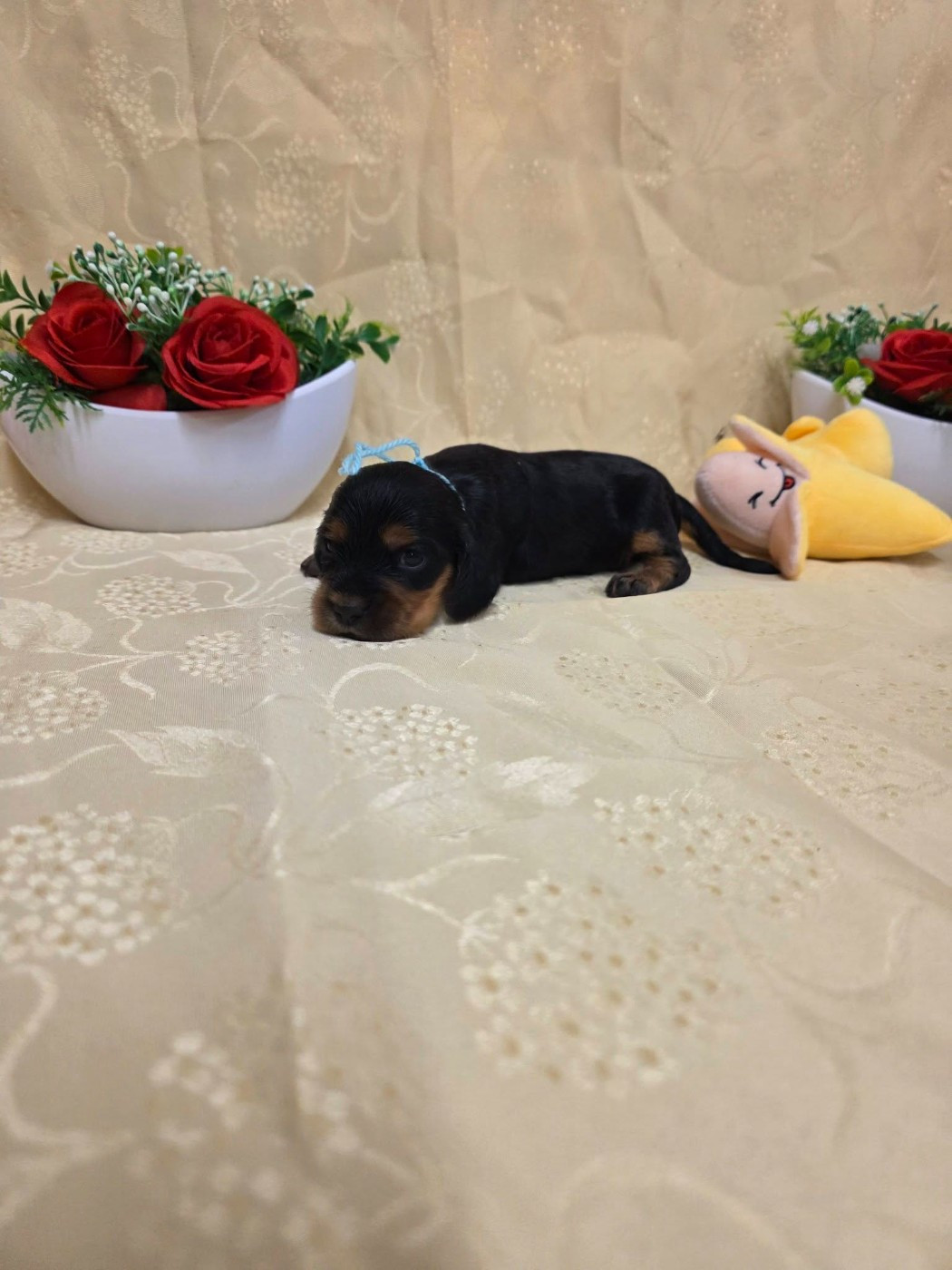 du domaine de Std Gladyce - Chiots disponibles - Cocker Spaniel Anglais