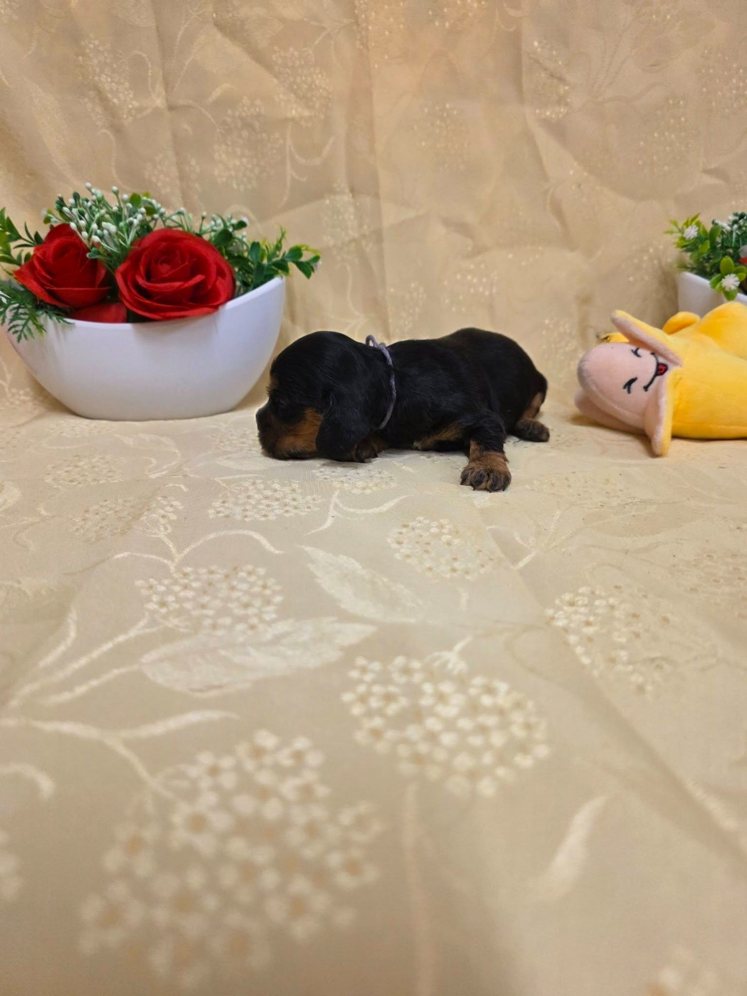 du domaine de Std Gladyce - Chiots disponibles - Cocker Spaniel Anglais