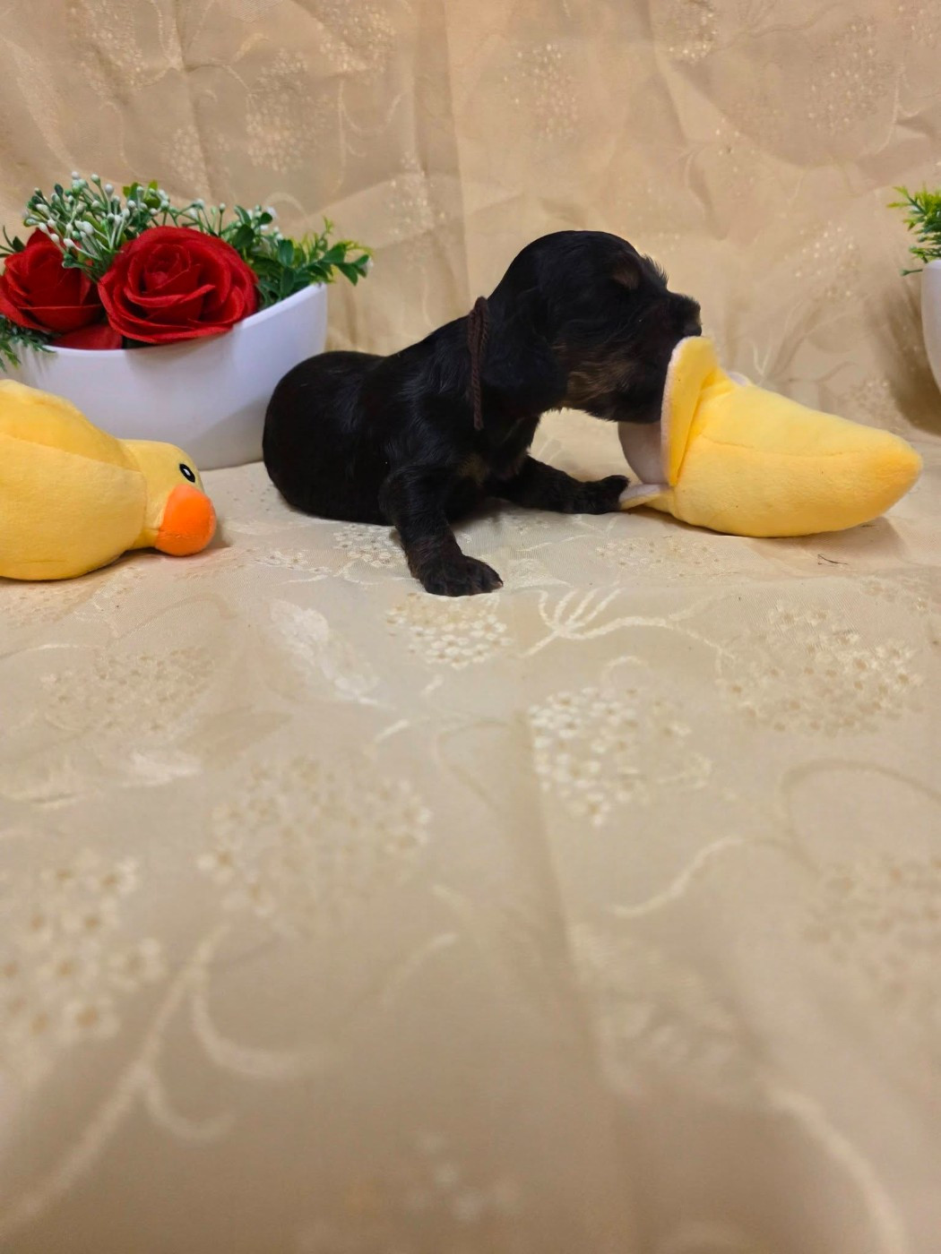 du domaine de Std Gladyce - Chiots disponibles - Cocker Spaniel Anglais