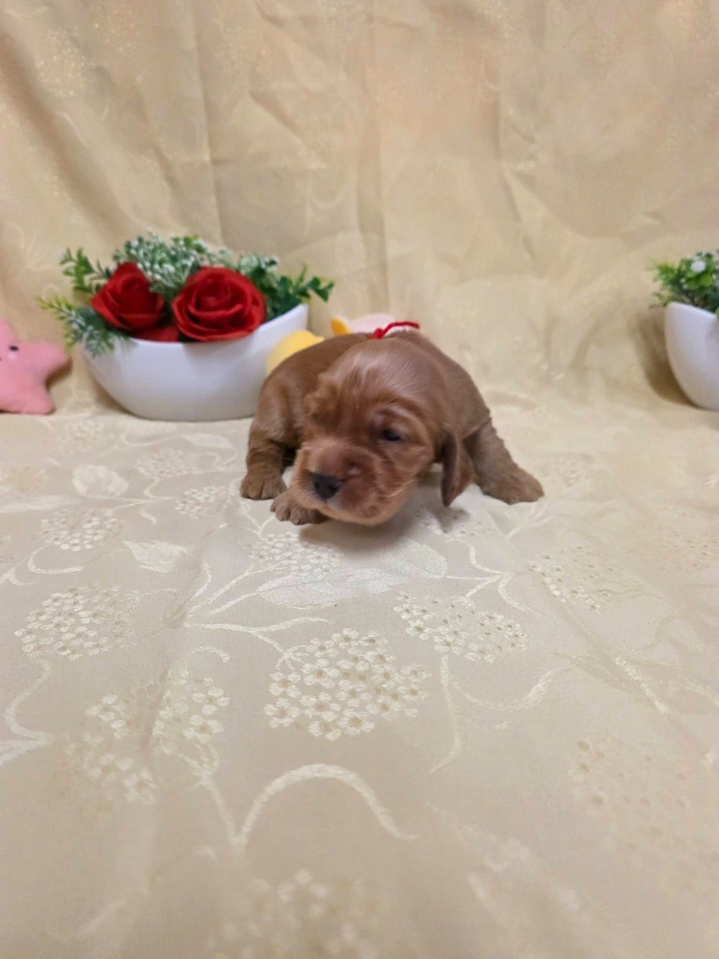 du domaine de Std Gladyce - Chiots disponibles - Cocker Spaniel Anglais