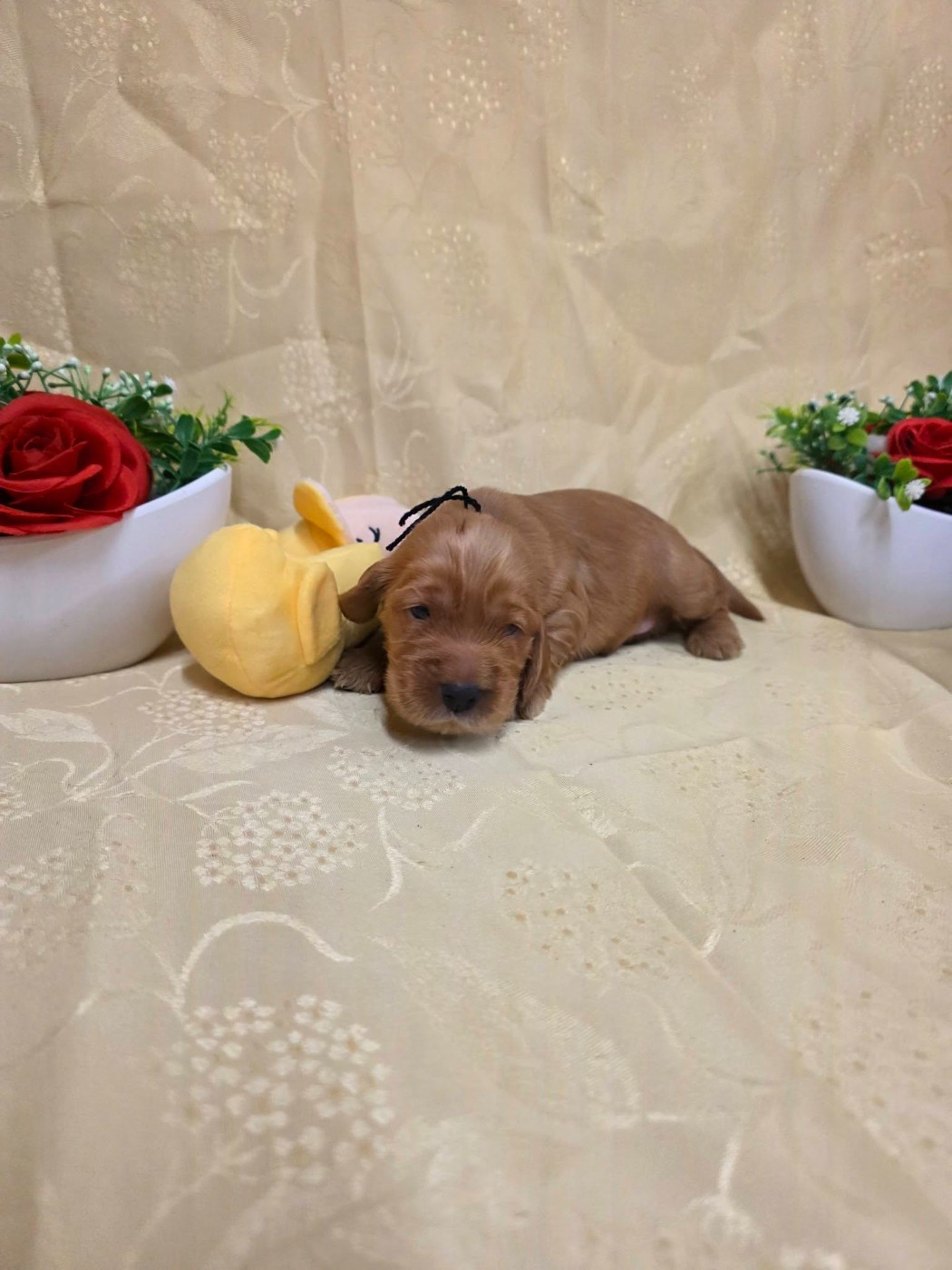 du domaine de Std Gladyce - Chiots disponibles - Cocker Spaniel Anglais