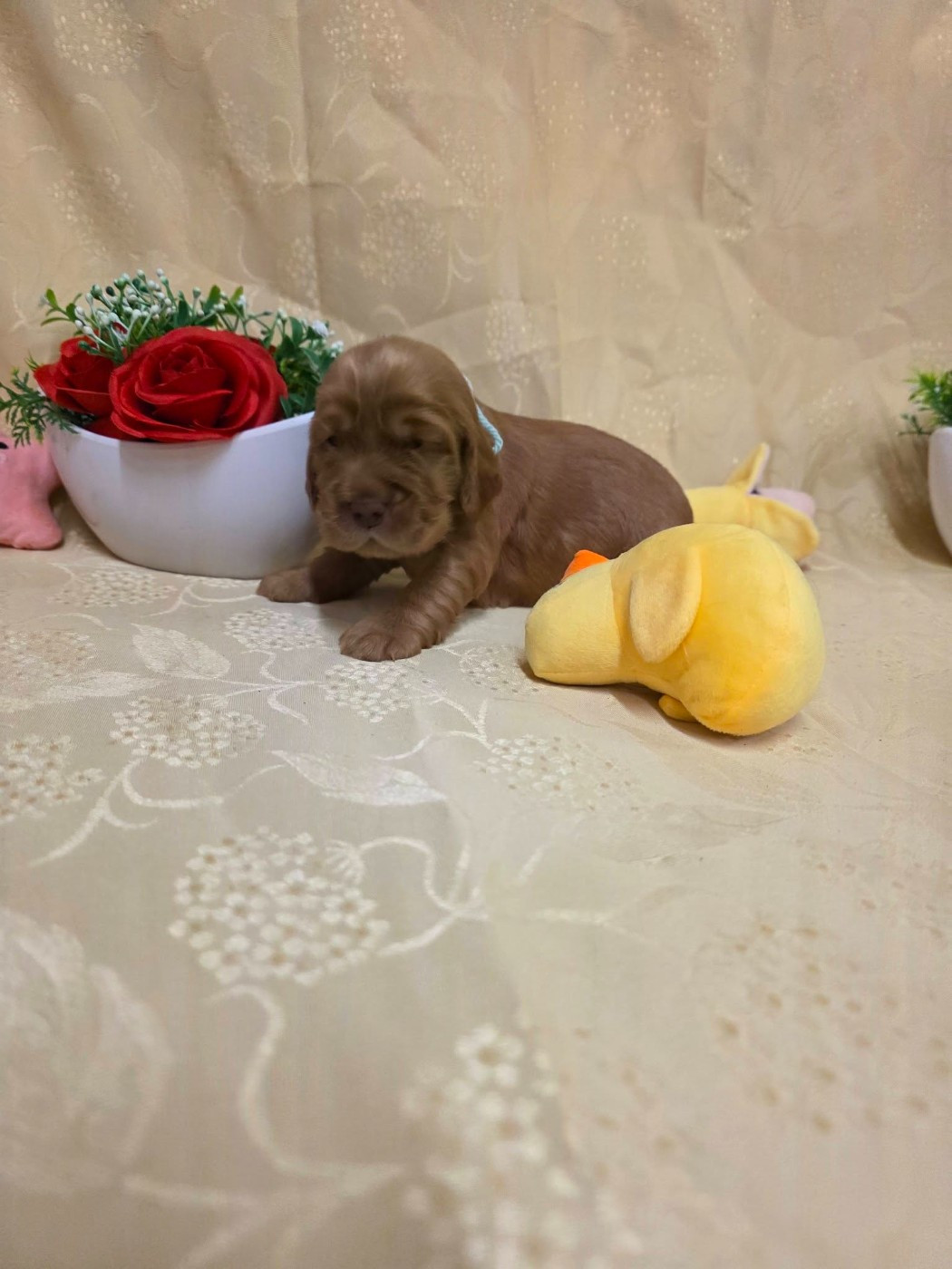 du domaine de Std Gladyce - Chiots disponibles - Cocker Spaniel Anglais