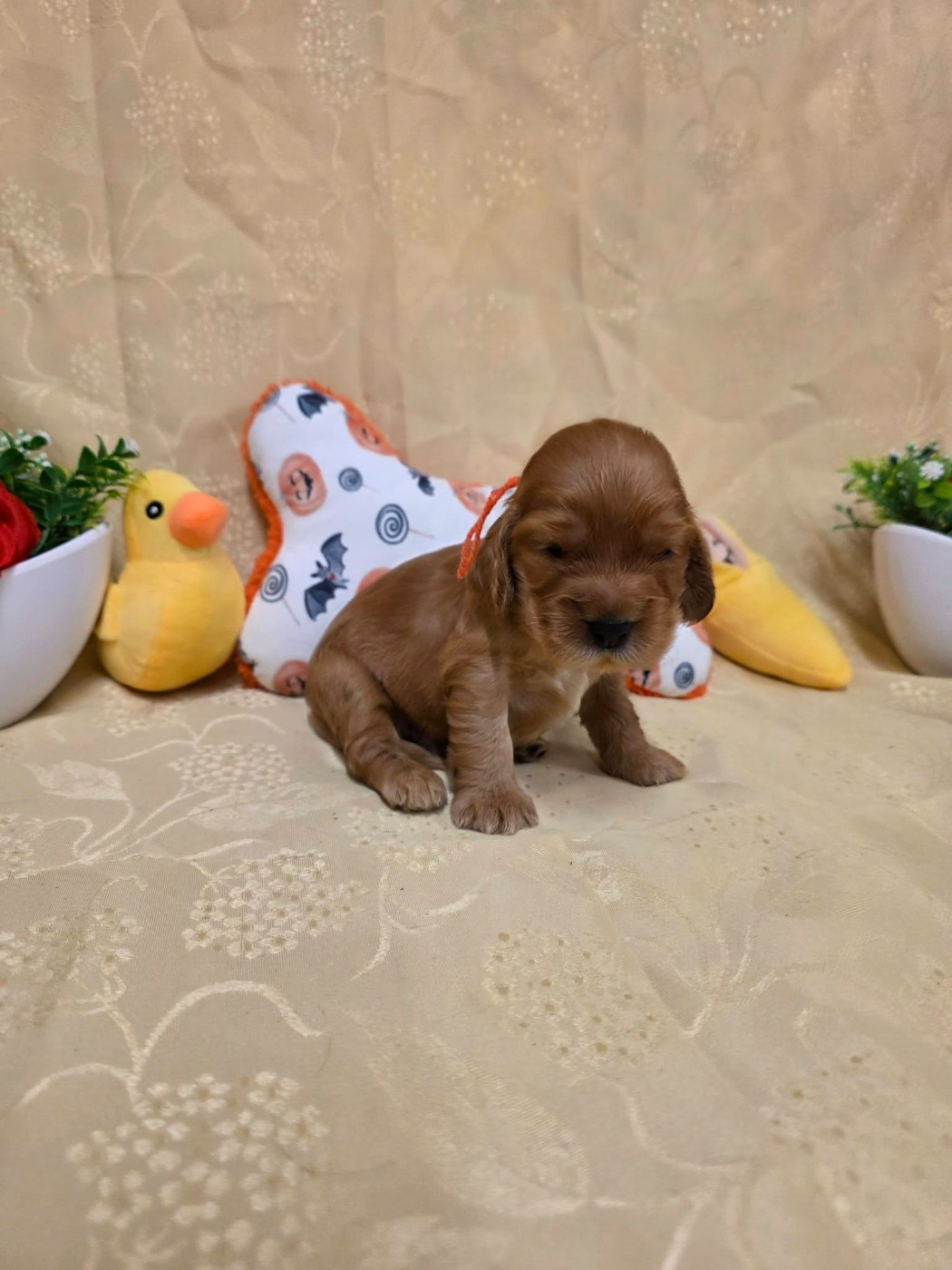 du domaine de Std Gladyce - Chiots disponibles - Cocker Spaniel Anglais