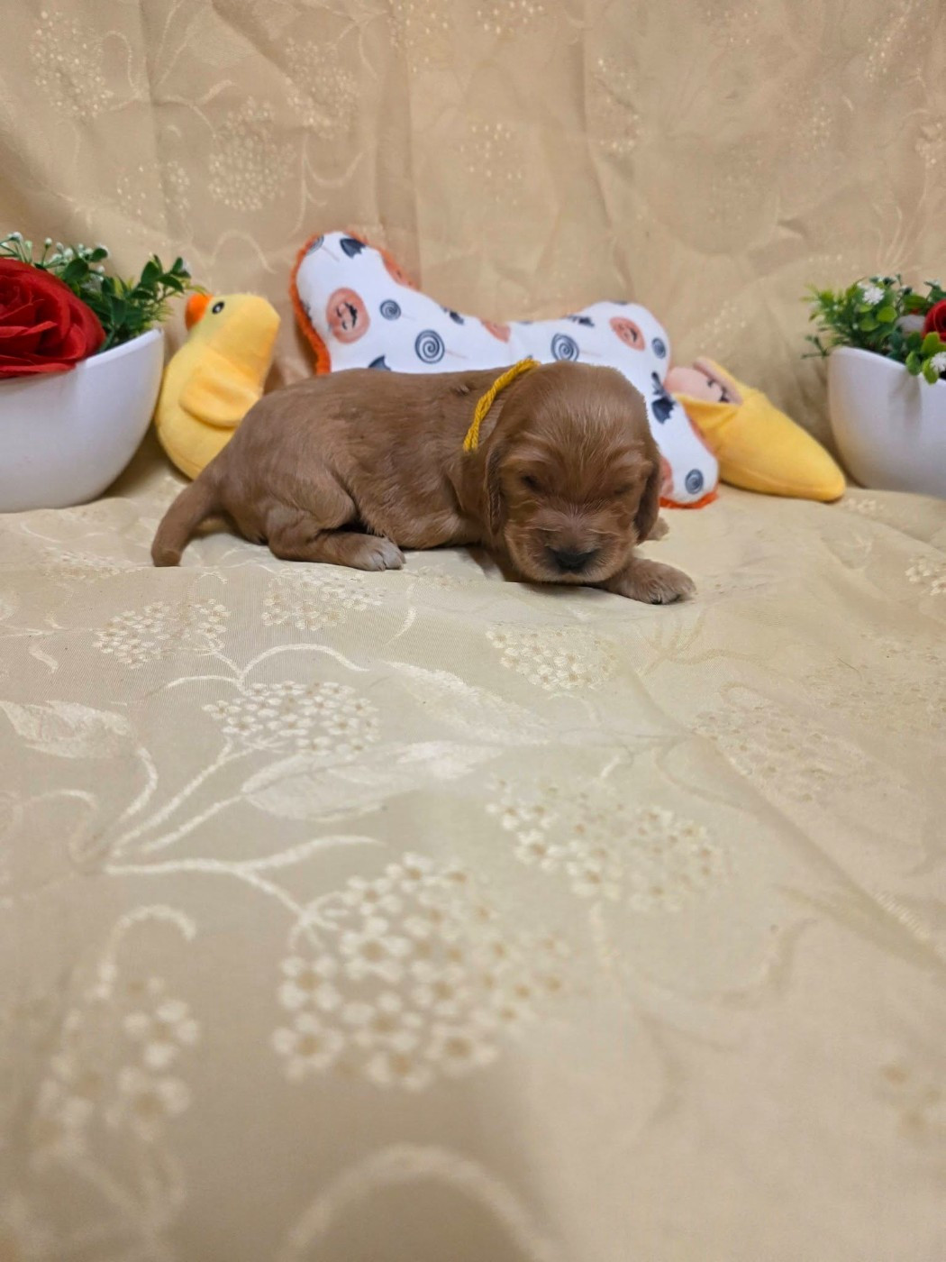 du domaine de Std Gladyce - Chiots disponibles - Cocker Spaniel Anglais