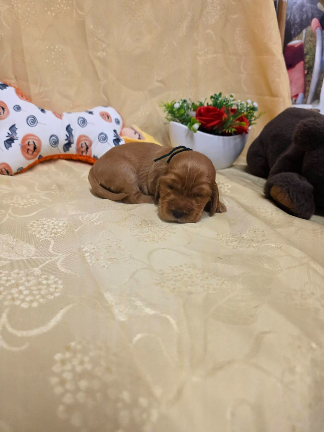 du domaine de Std Gladyce - Chiots disponibles - Cocker Spaniel Anglais