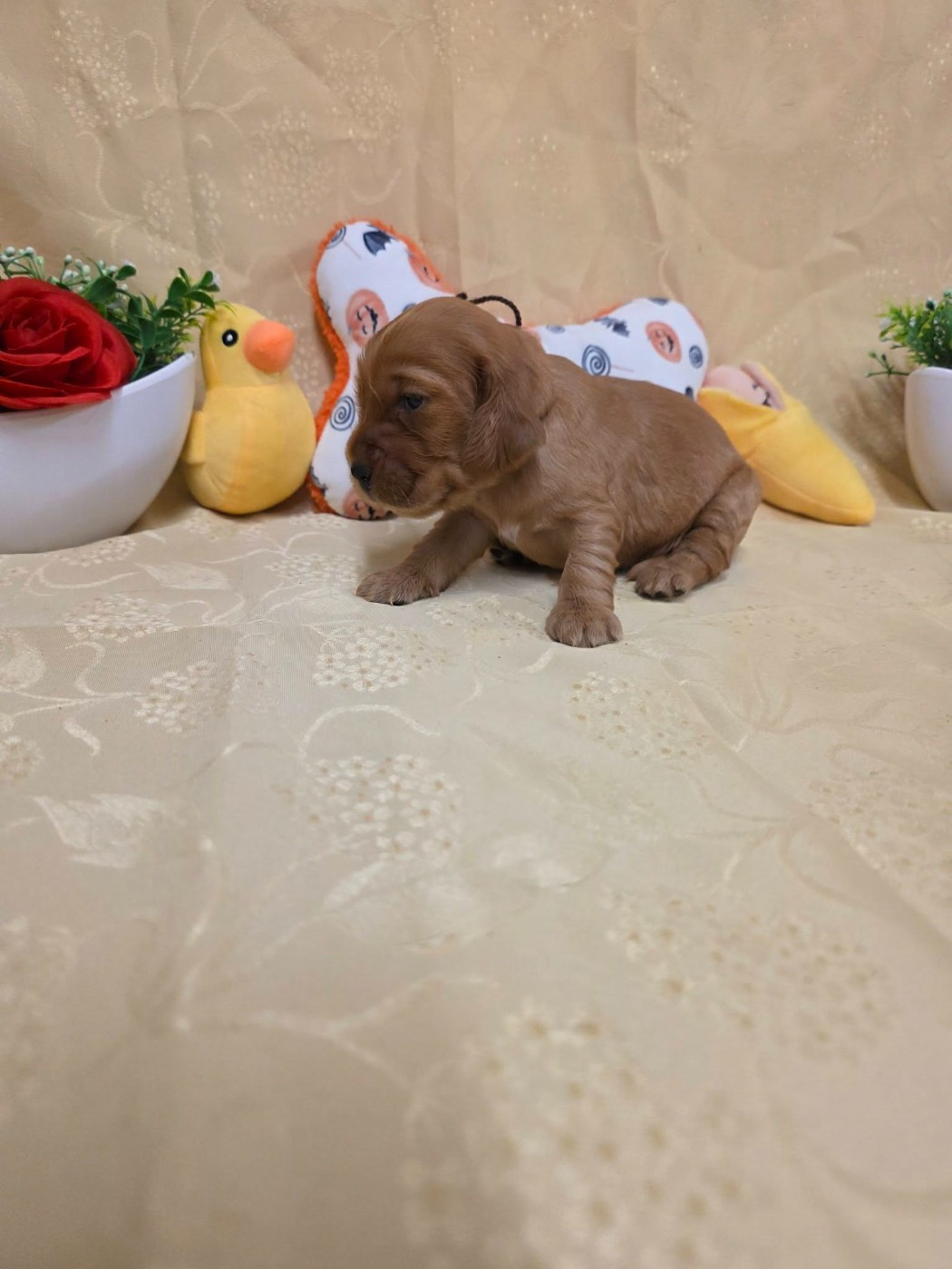 du domaine de Std Gladyce - Chiots disponibles - Cocker Spaniel Anglais