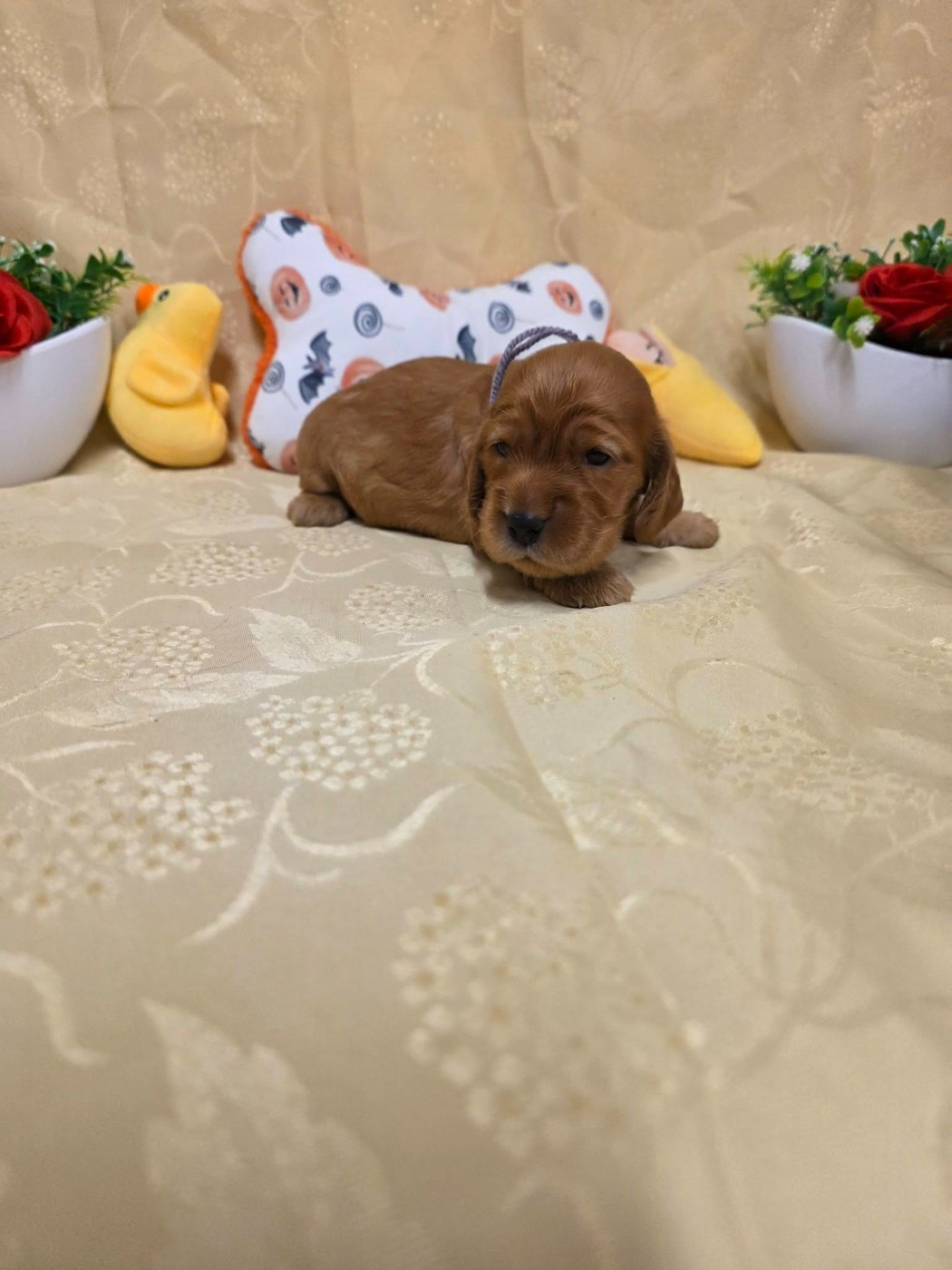 du domaine de Std Gladyce - Chiots disponibles - Cocker Spaniel Anglais
