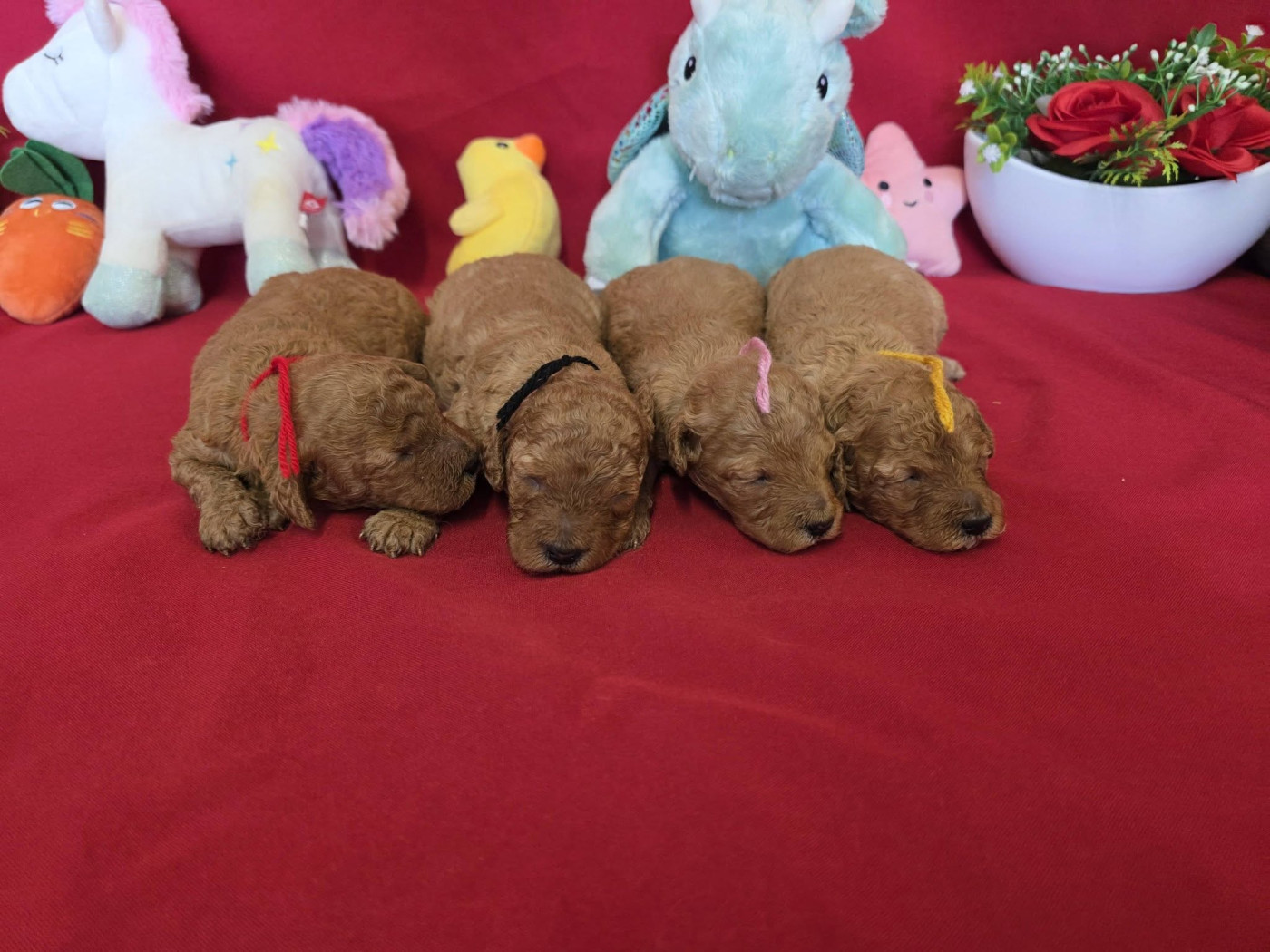 Chiot Caniche du domaine de Std Gladyce