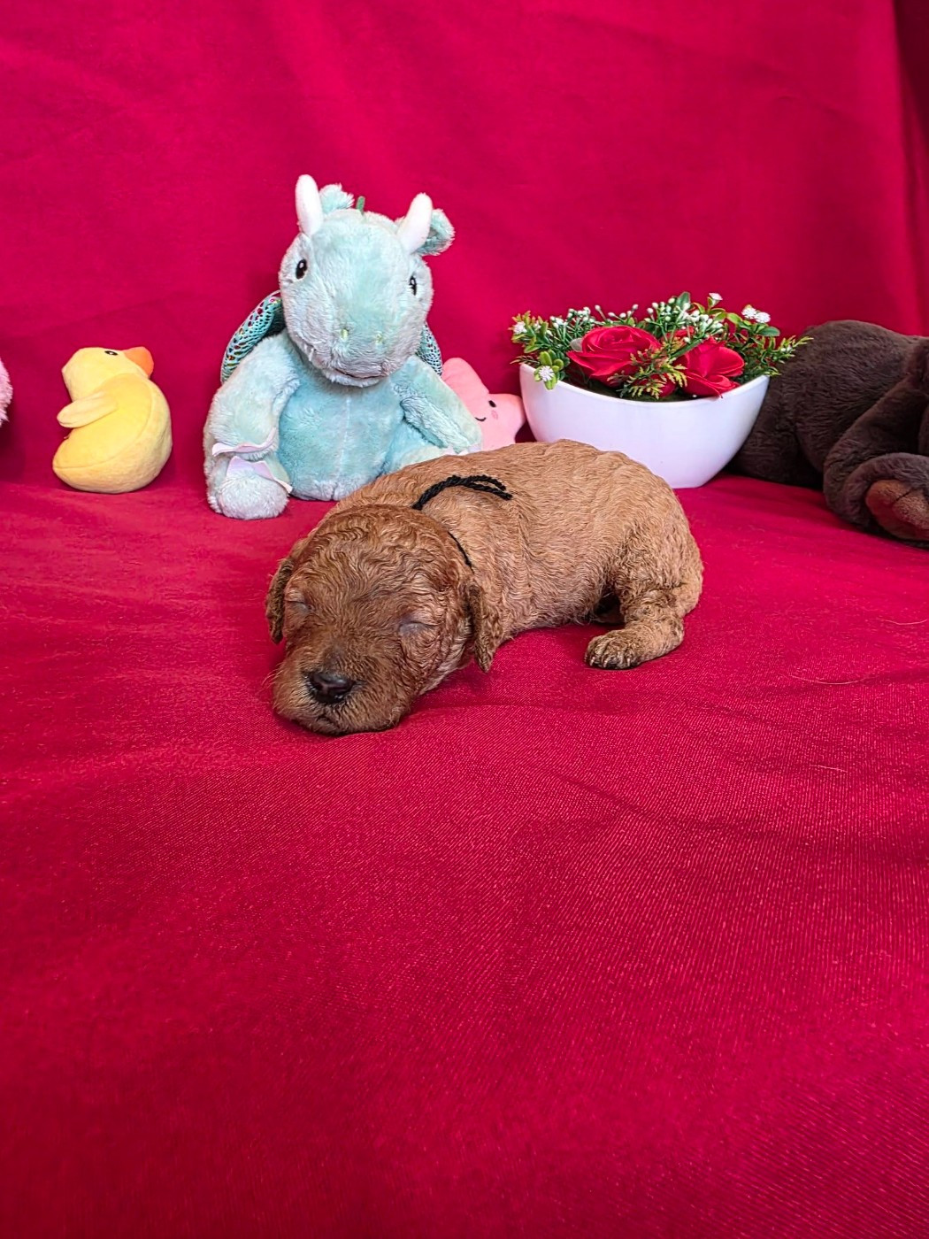 du domaine de Std Gladyce - Chiots disponibles - Caniche