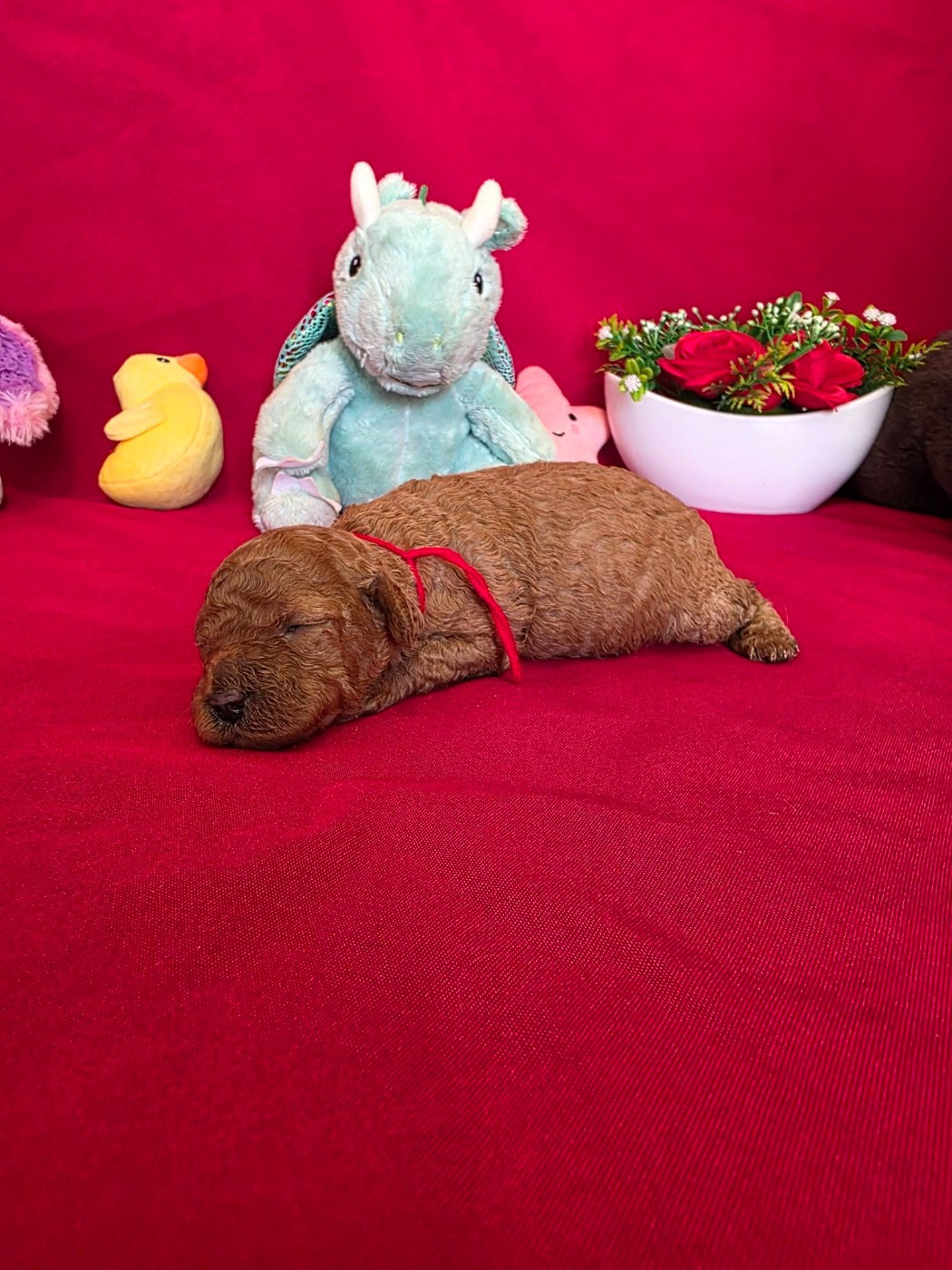 du domaine de Std Gladyce - Chiots disponibles - Caniche