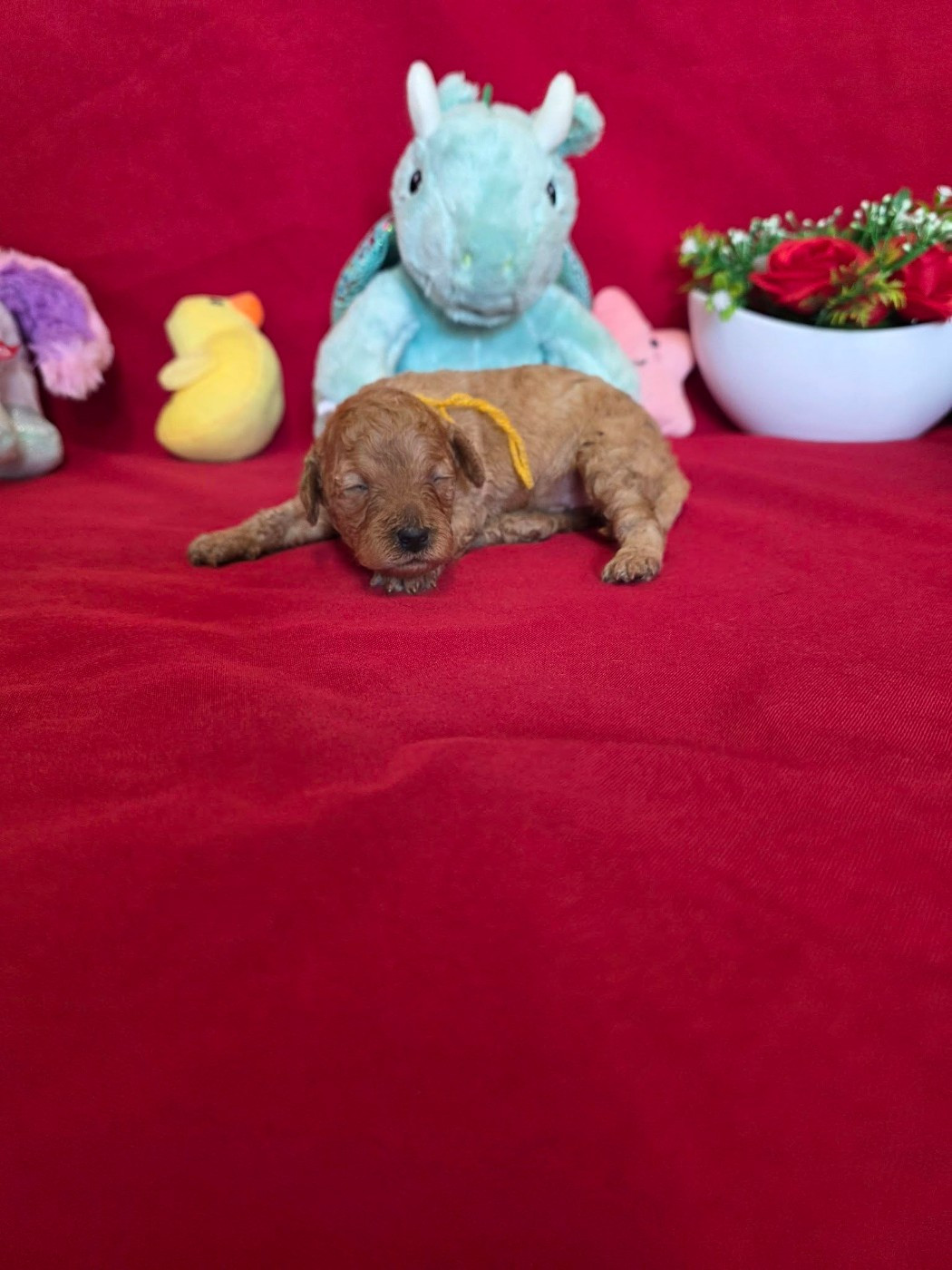 du domaine de Std Gladyce - Chiots disponibles - Caniche