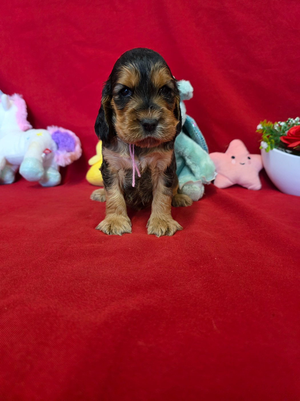 du domaine de Std Gladyce - Chiots disponibles - Cocker Spaniel Anglais