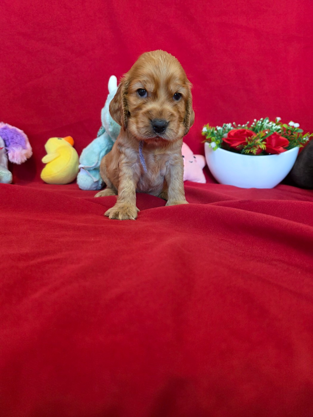 du domaine de Std Gladyce - Chiots disponibles - Cocker Spaniel Anglais
