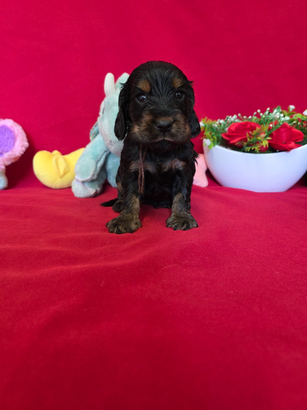 du domaine de Std Gladyce - Chiots disponibles - Cocker Spaniel Anglais