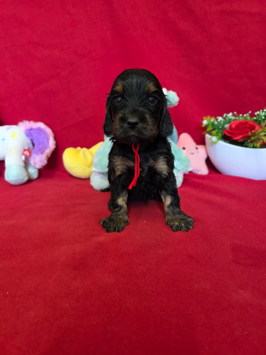 du domaine de Std Gladyce - Chiots disponibles - Cocker Spaniel Anglais