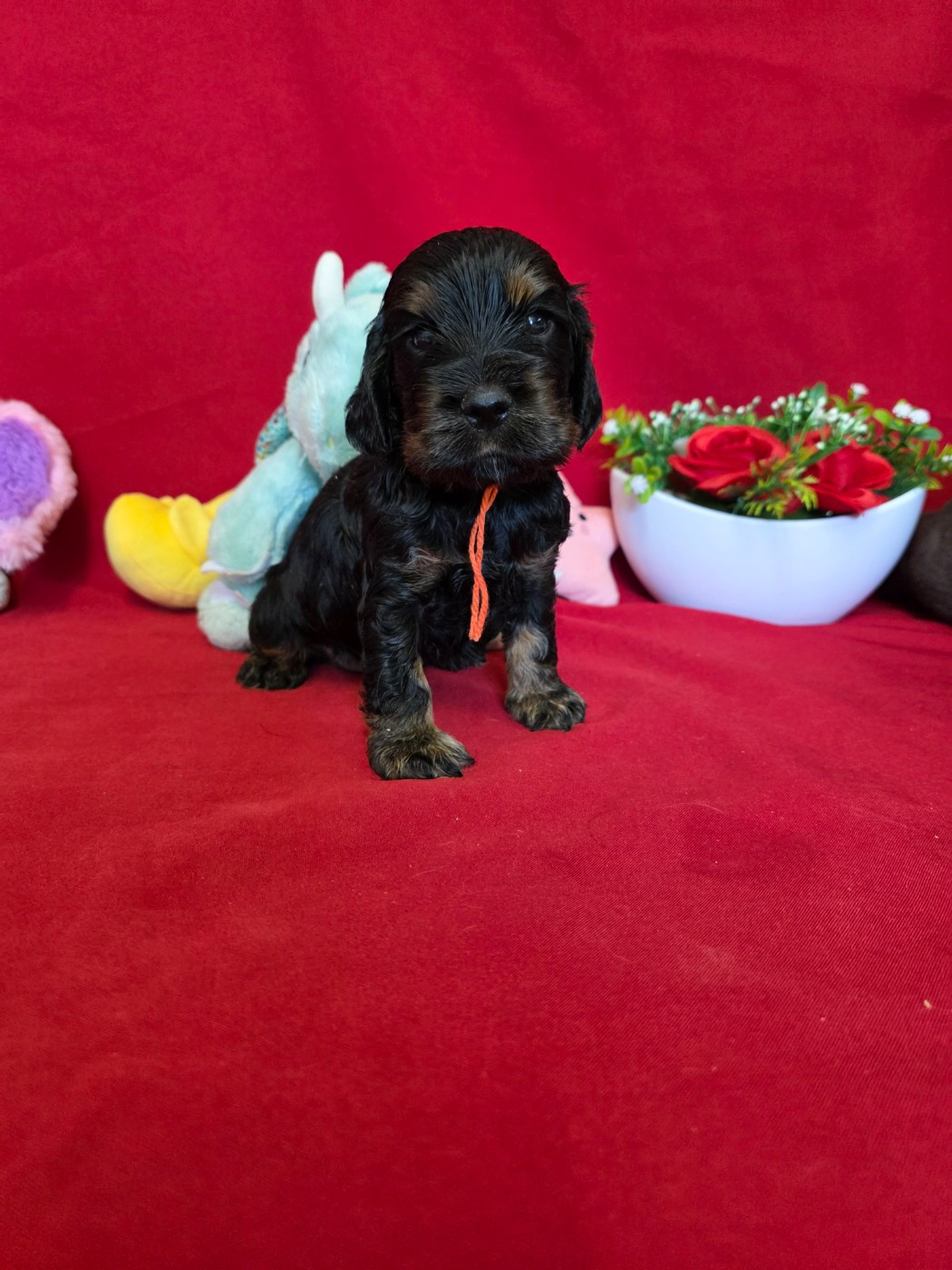 du domaine de Std Gladyce - Chiots disponibles - Cocker Spaniel Anglais