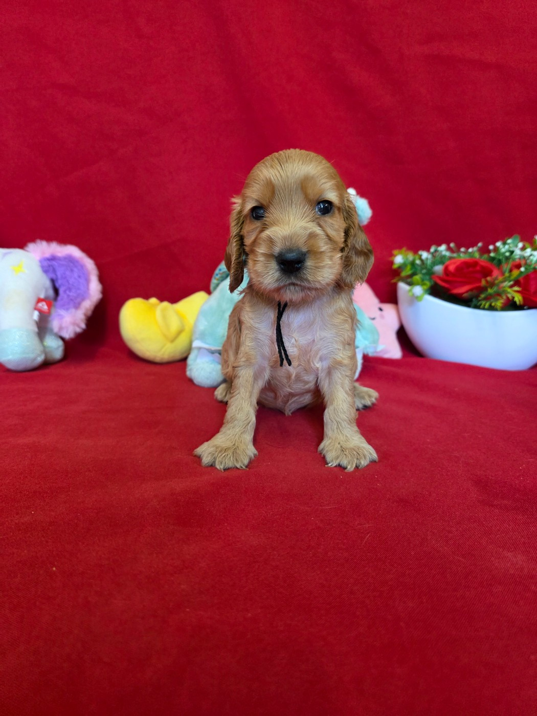 du domaine de Std Gladyce - Chiots disponibles - Cocker Spaniel Anglais