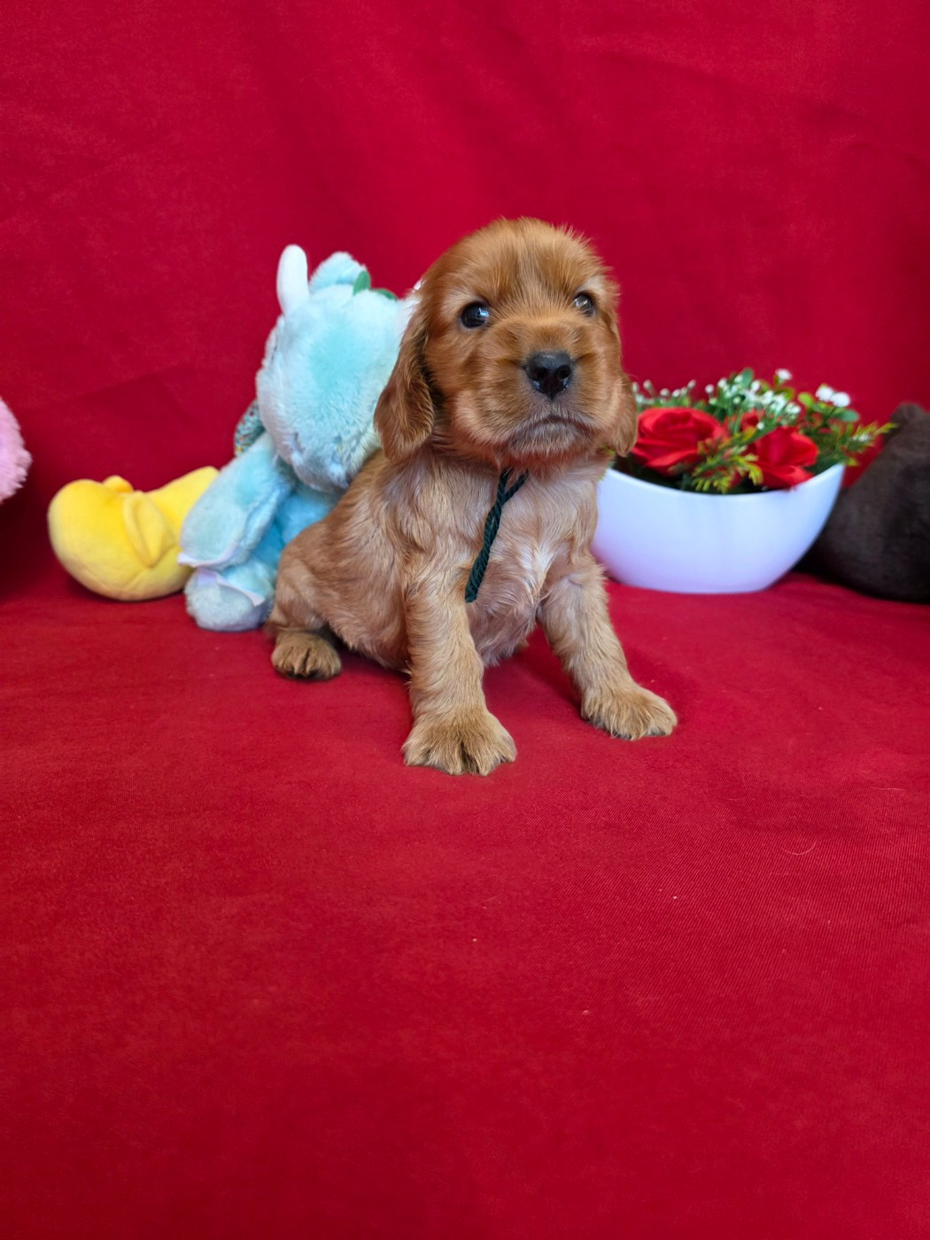 du domaine de Std Gladyce - Chiots disponibles - Cocker Spaniel Anglais