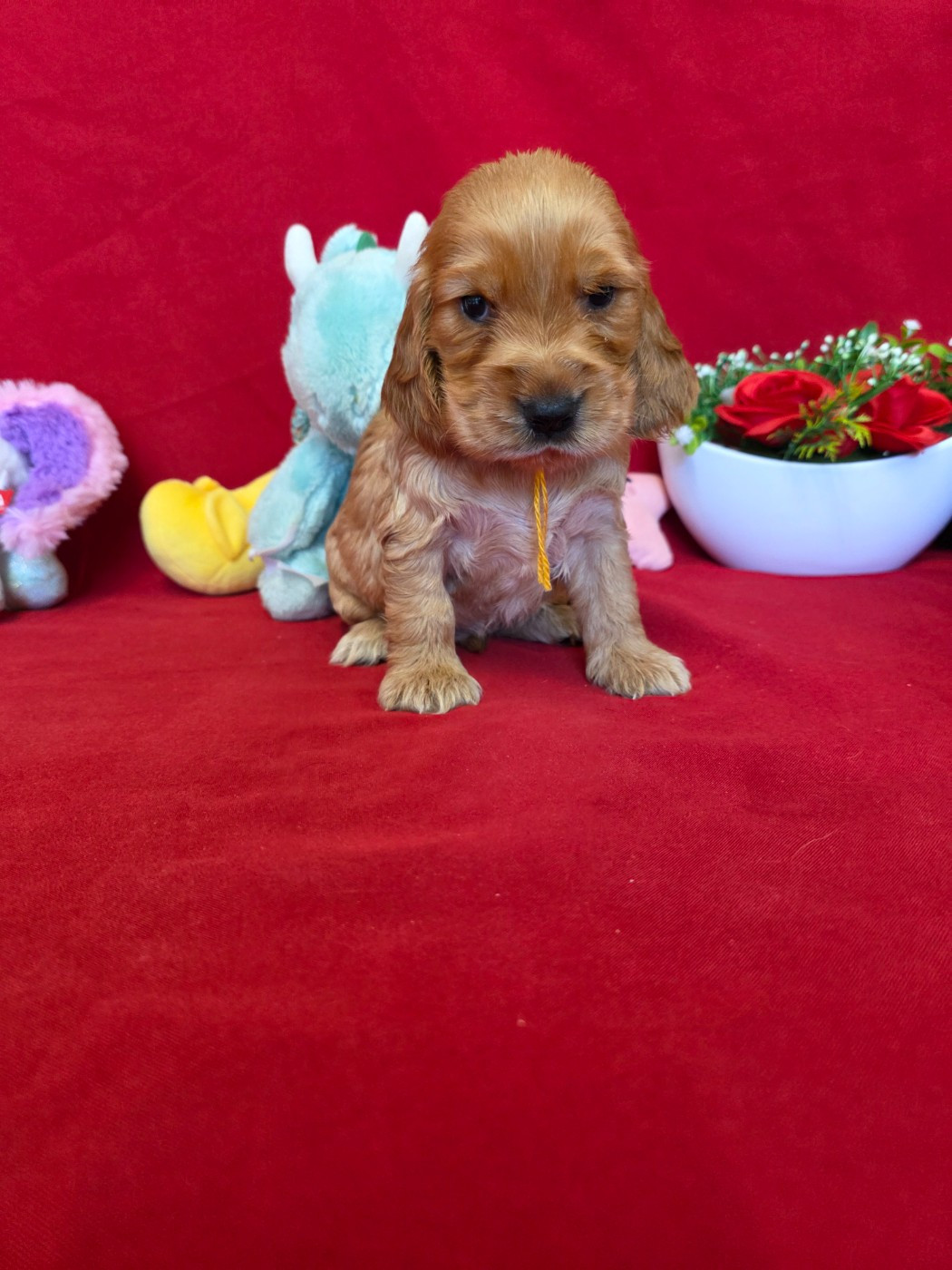 du domaine de Std Gladyce - Chiots disponibles - Cocker Spaniel Anglais