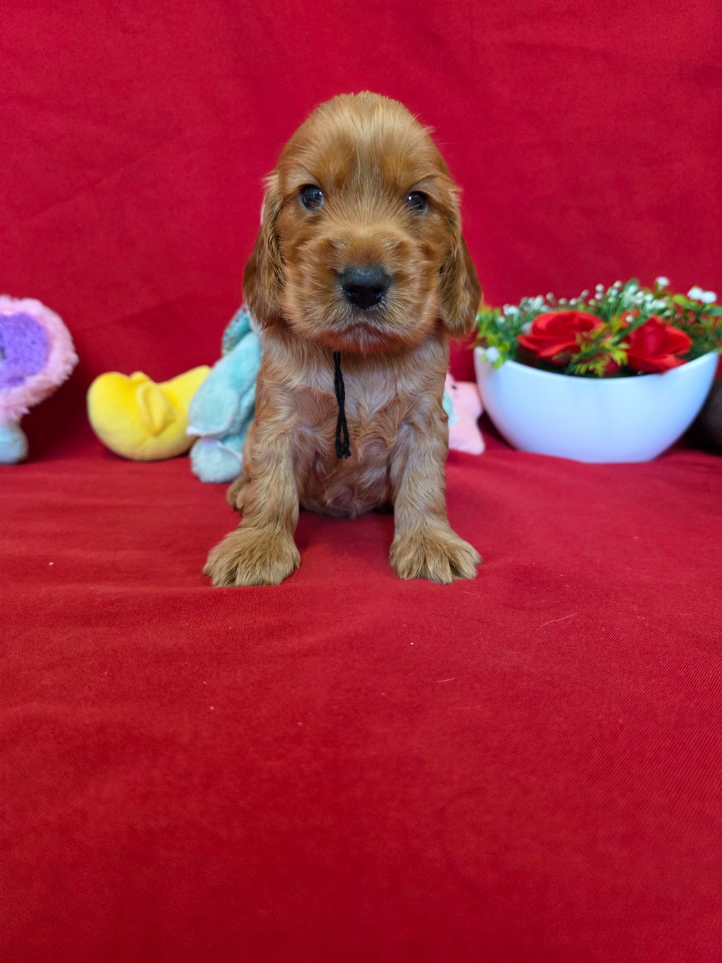 du domaine de Std Gladyce - Chiots disponibles - Cocker Spaniel Anglais