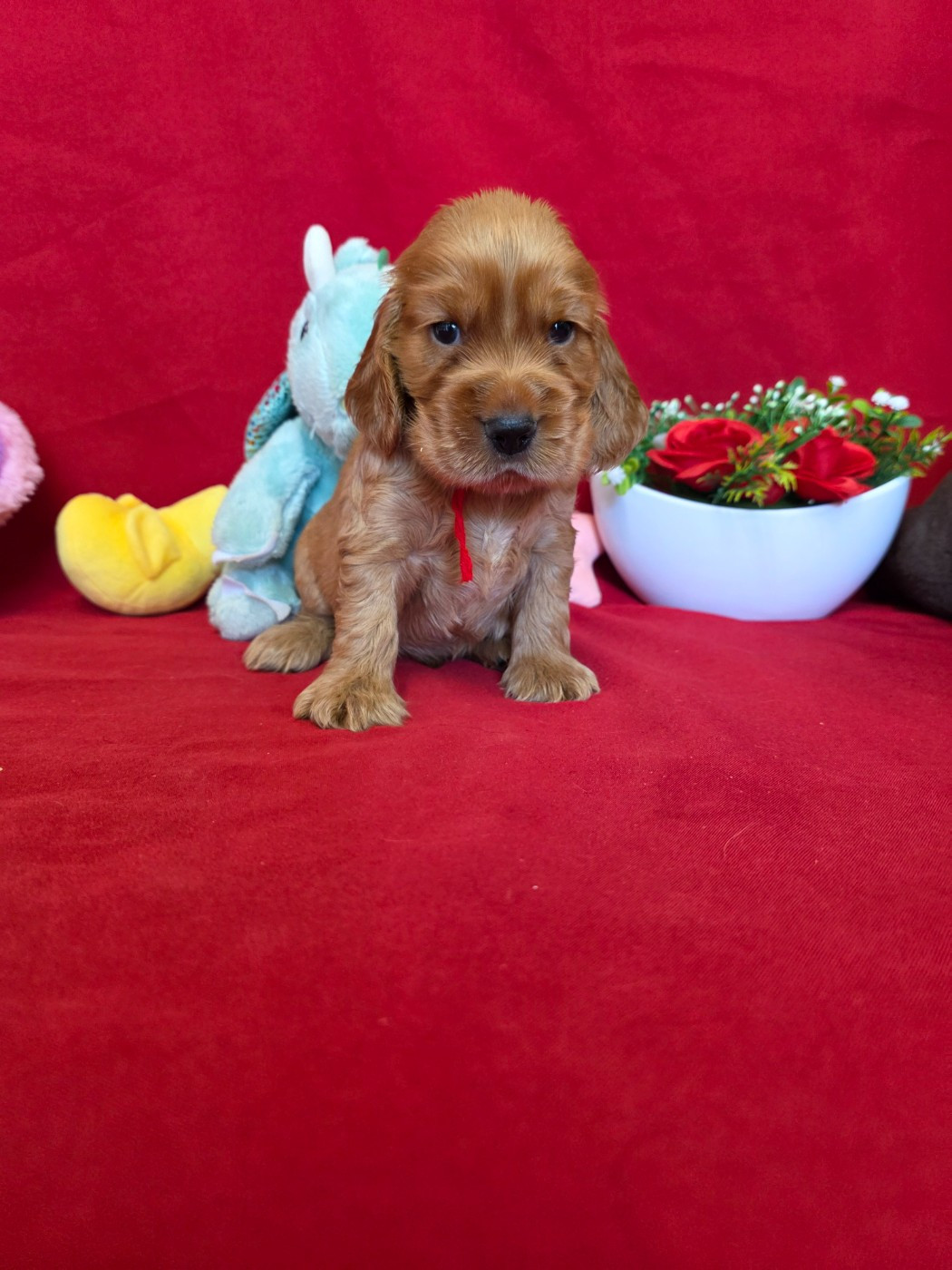 du domaine de Std Gladyce - Chiots disponibles - Cocker Spaniel Anglais