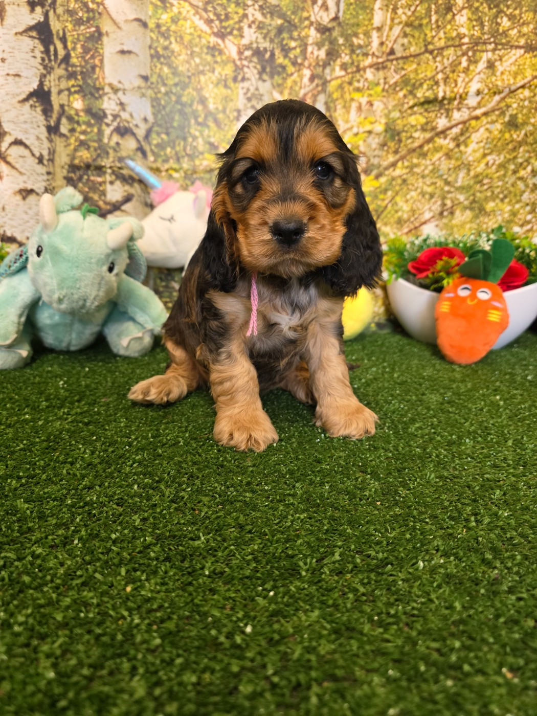 du domaine de Std Gladyce - Chiots disponibles - Cocker Spaniel Anglais