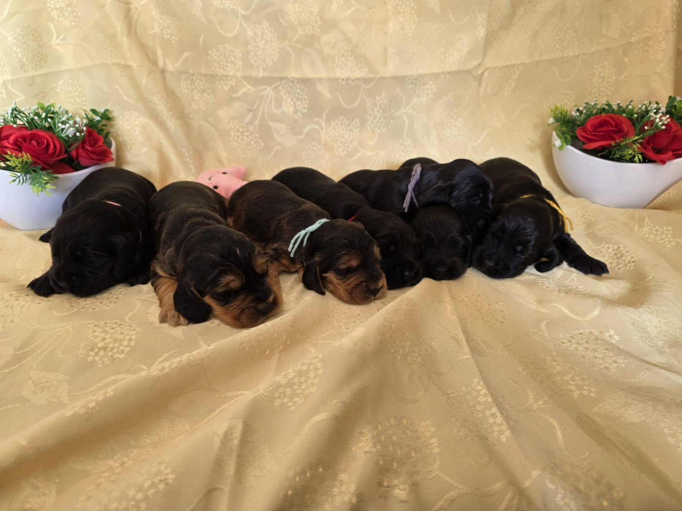 Chiot Cocker Spaniel Anglais du domaine de Std Gladyce