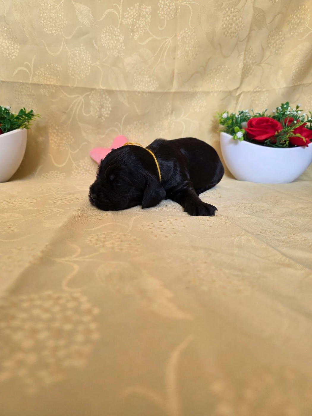 du domaine de Std Gladyce - Chiots disponibles - Cocker Spaniel Anglais