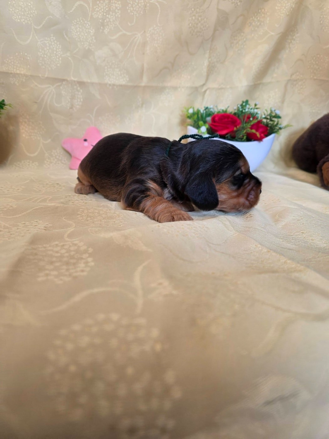 du domaine de Std Gladyce - Chiots disponibles - Cocker Spaniel Anglais