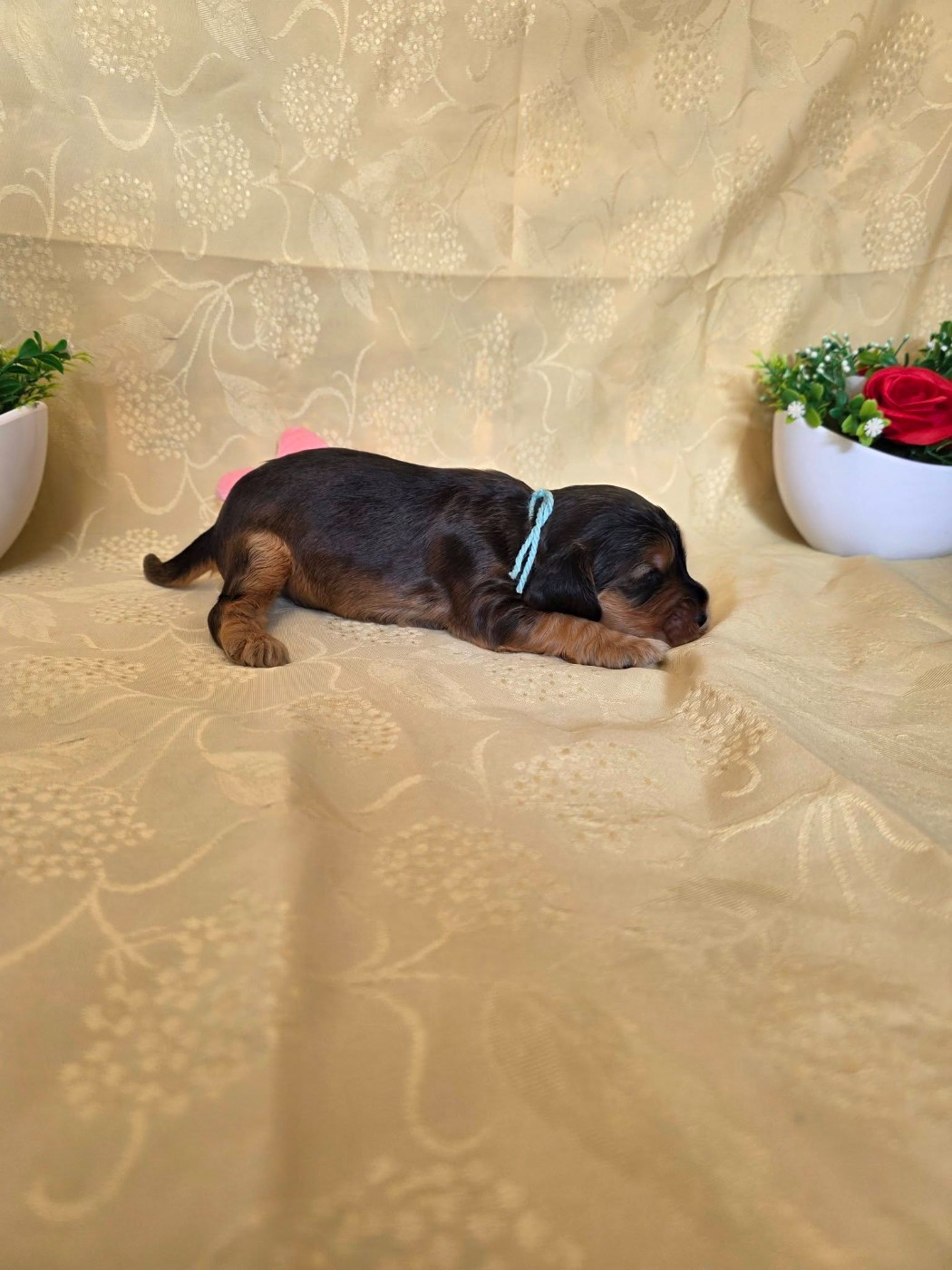 du domaine de Std Gladyce - Chiots disponibles - Cocker Spaniel Anglais