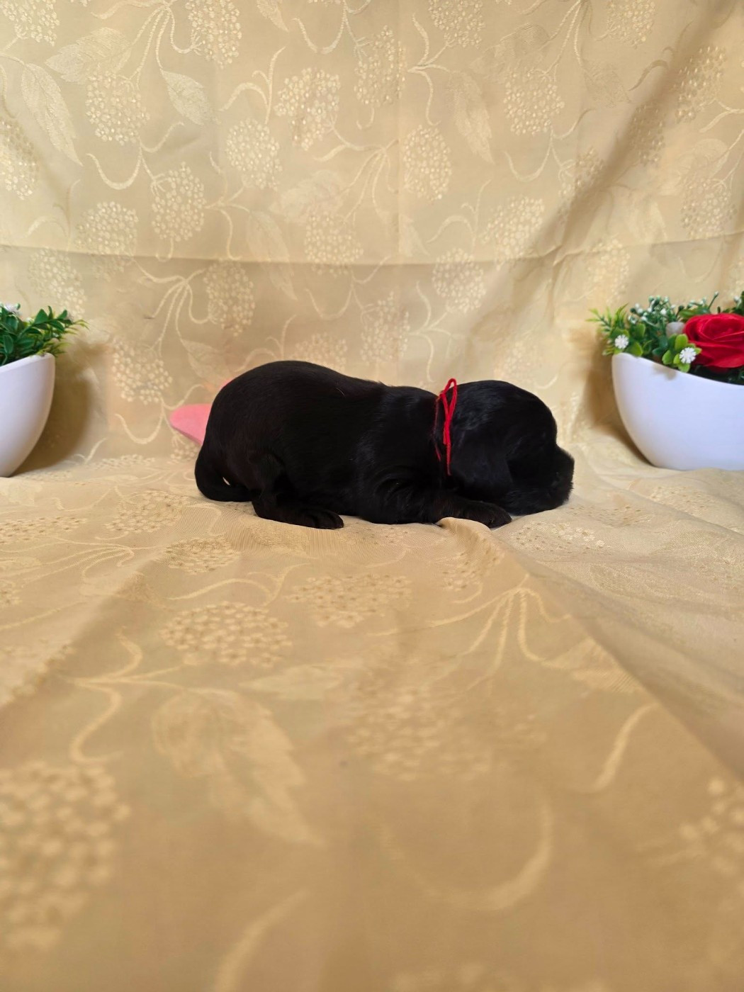 du domaine de Std Gladyce - Chiots disponibles - Cocker Spaniel Anglais
