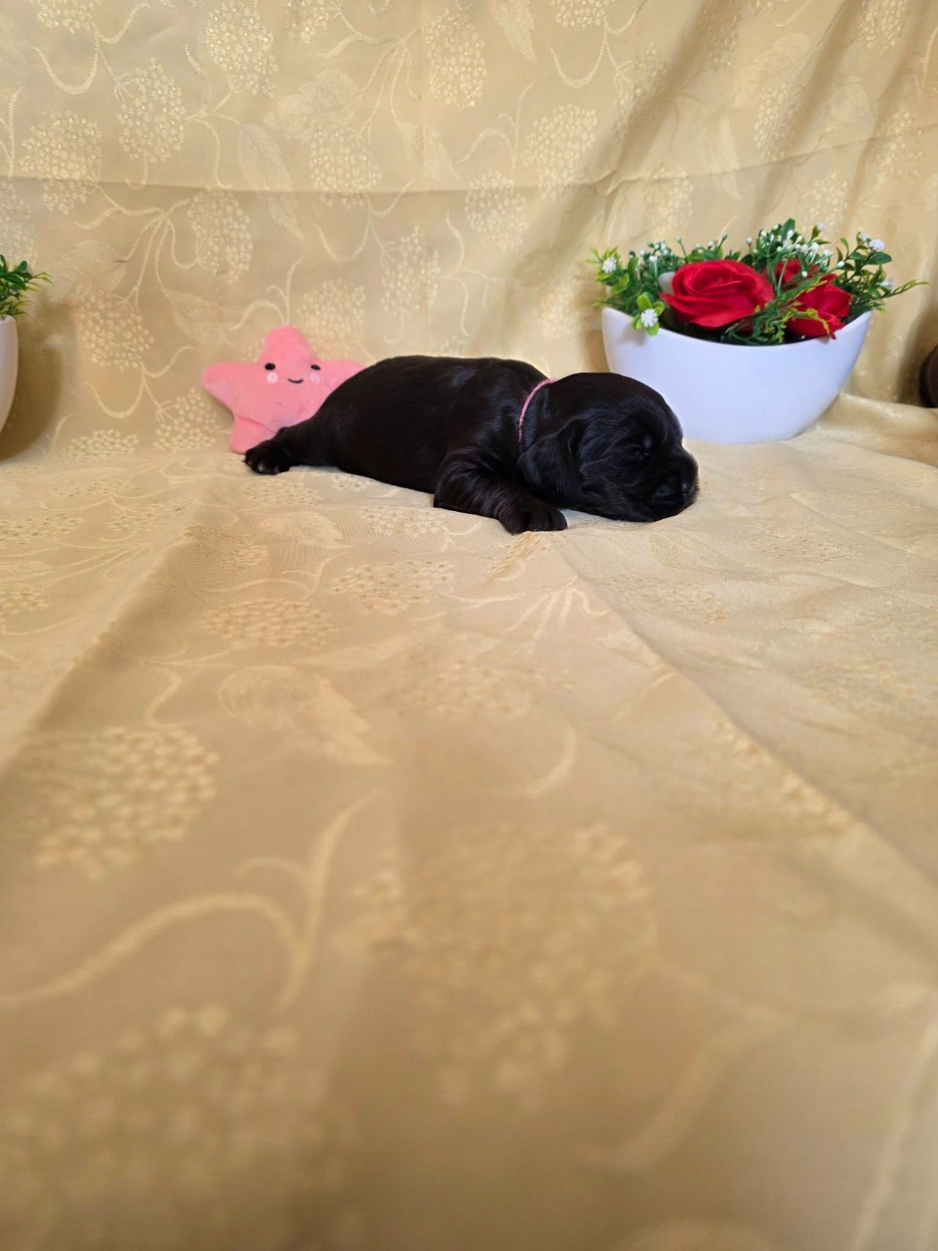 du domaine de Std Gladyce - Chiots disponibles - Cocker Spaniel Anglais