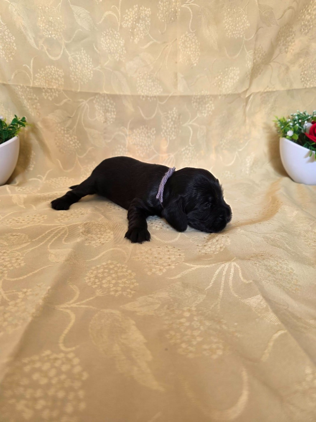 du domaine de Std Gladyce - Chiots disponibles - Cocker Spaniel Anglais