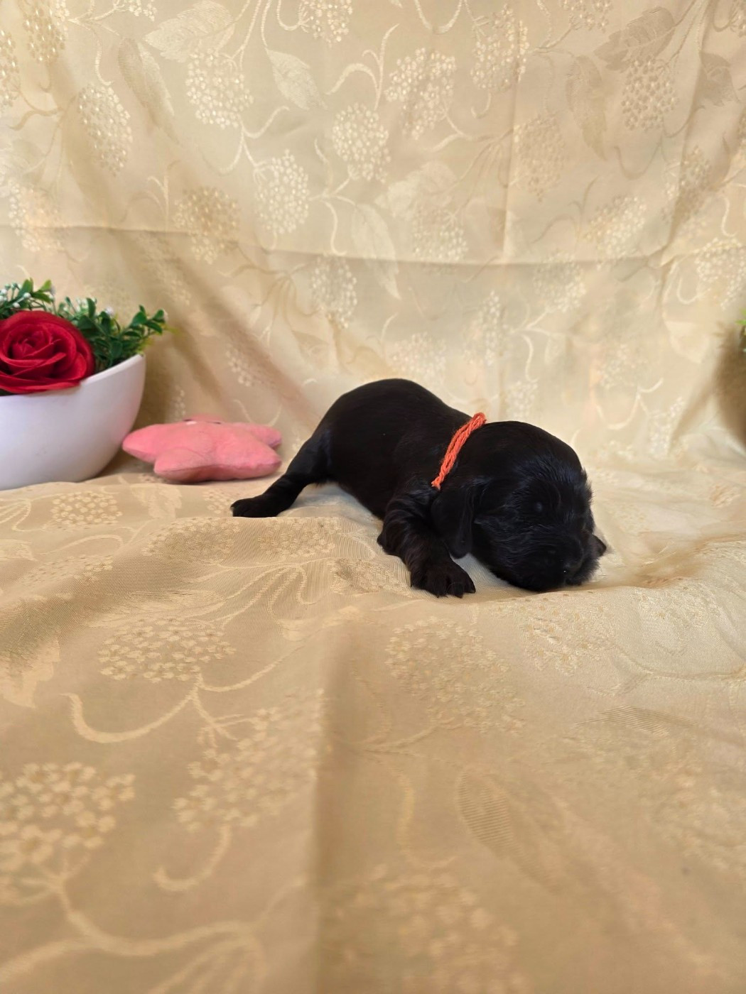 du domaine de Std Gladyce - Chiots disponibles - Cocker Spaniel Anglais