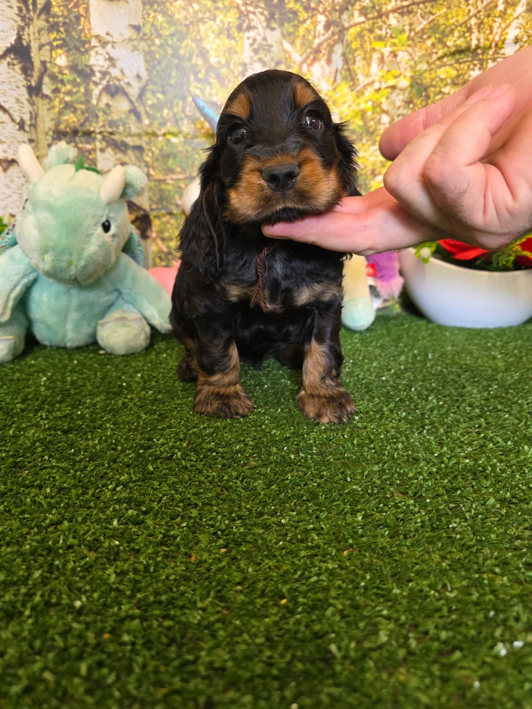 du domaine de Std Gladyce - Chiots disponibles - Cocker Spaniel Anglais