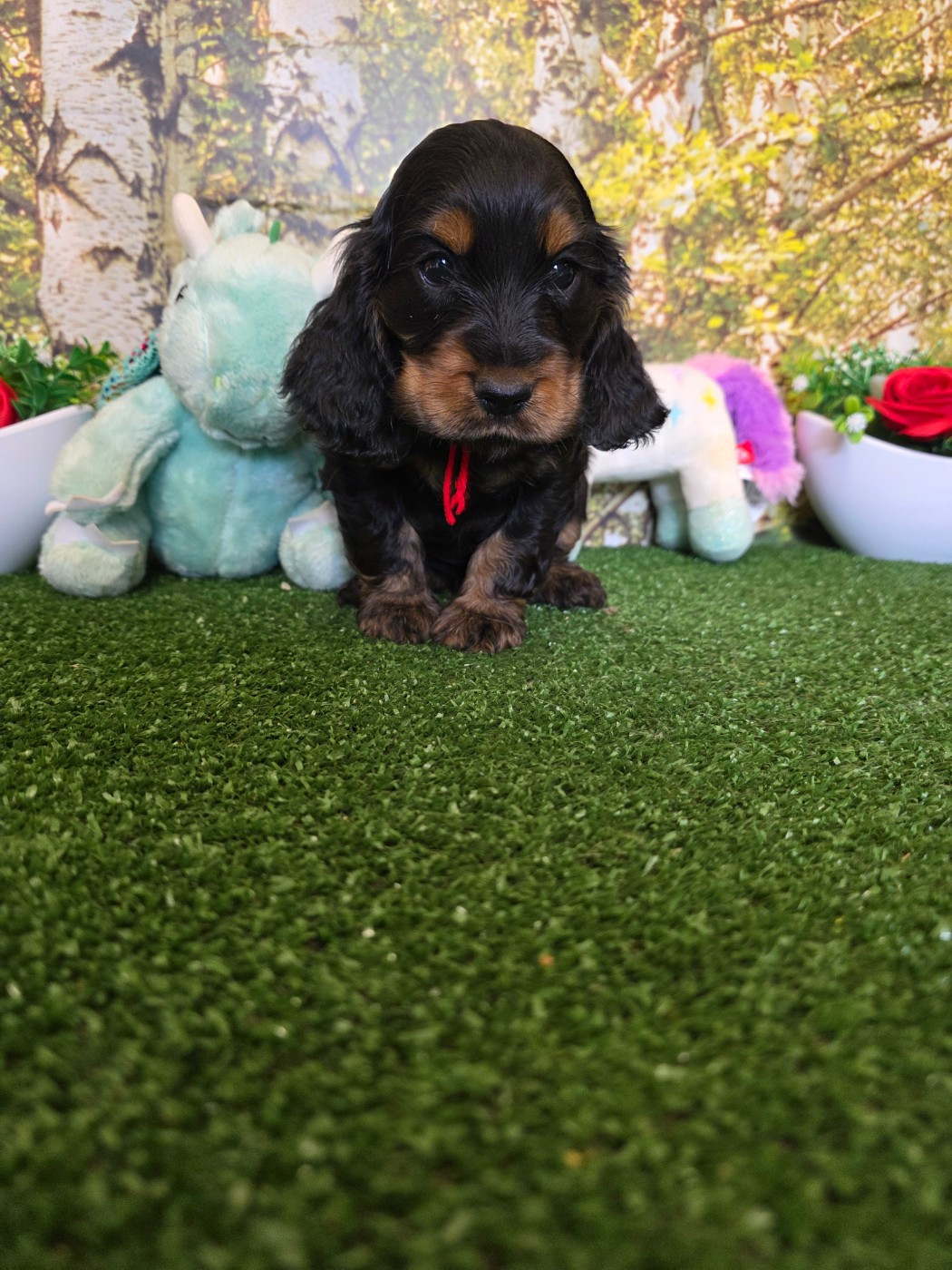 du domaine de Std Gladyce - Chiots disponibles - Cocker Spaniel Anglais