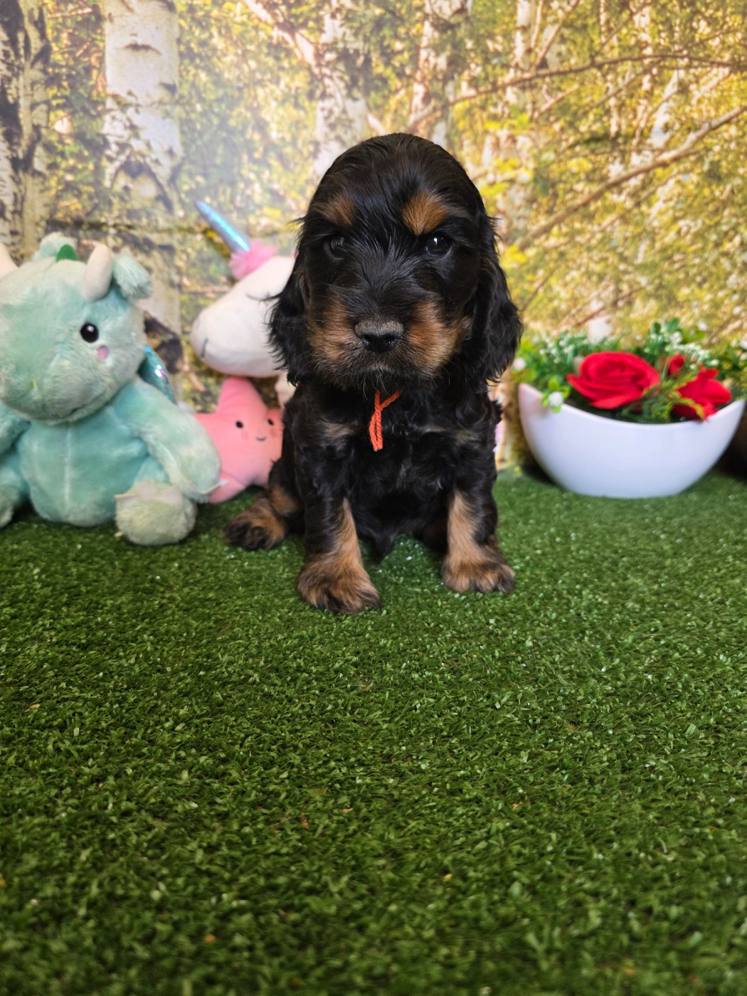 du domaine de Std Gladyce - Chiots disponibles - Cocker Spaniel Anglais