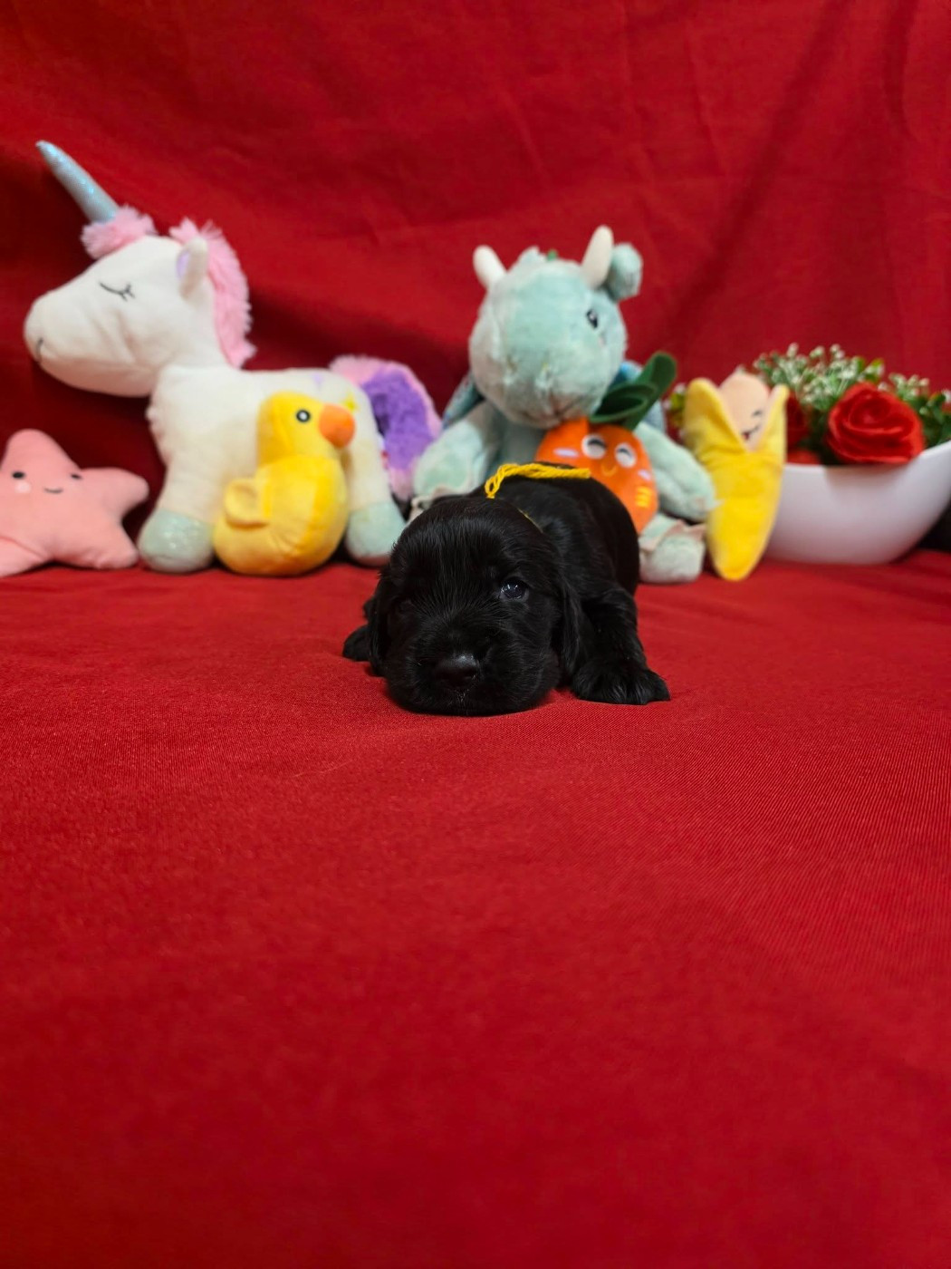 du domaine de Std Gladyce - Chiots disponibles - Cocker Spaniel Anglais