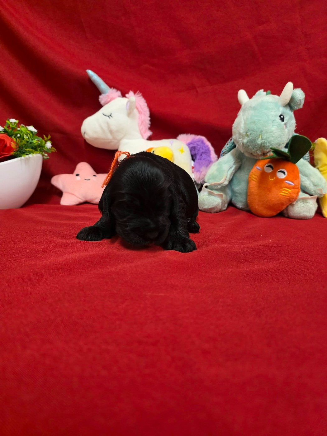 du domaine de Std Gladyce - Chiots disponibles - Cocker Spaniel Anglais