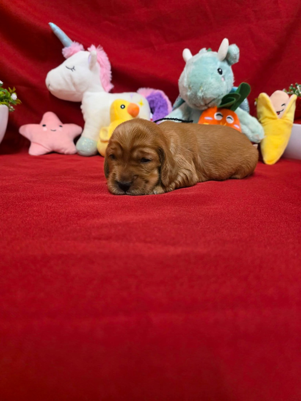 du domaine de Std Gladyce - Chiots disponibles - Cocker Spaniel Anglais