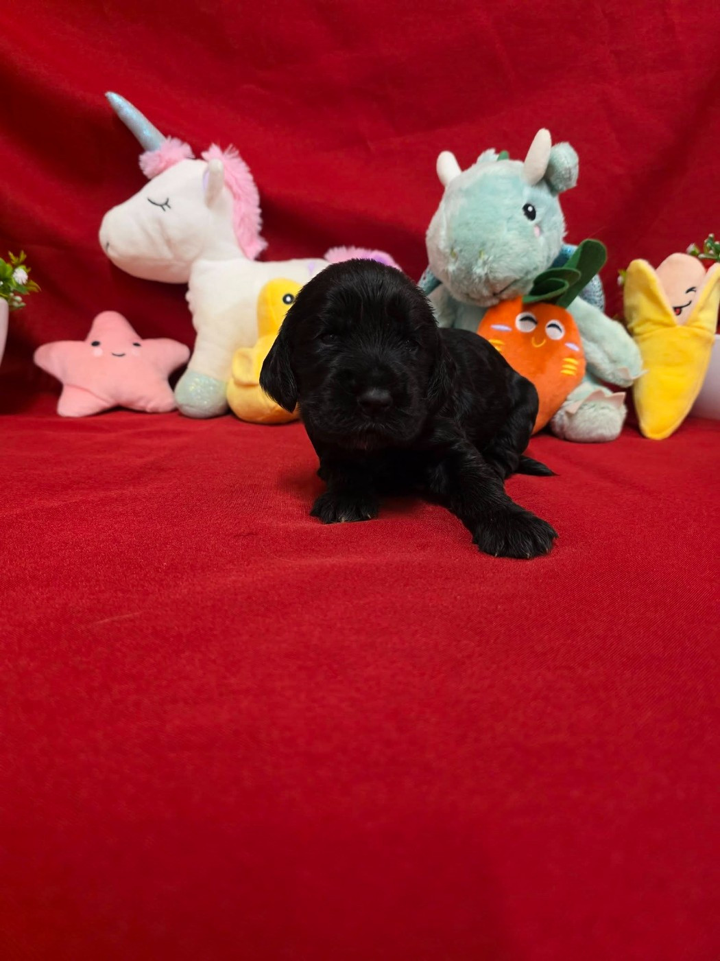 du domaine de Std Gladyce - Chiots disponibles - Cocker Spaniel Anglais