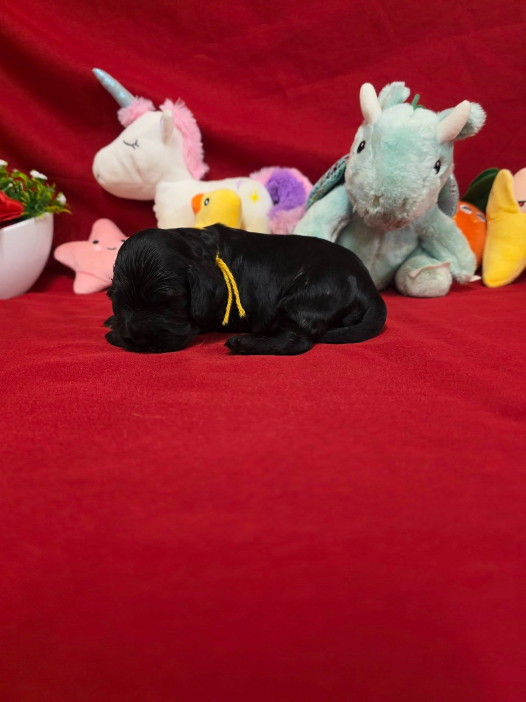 du domaine de Std Gladyce - Chiots disponibles - Cocker Spaniel Anglais