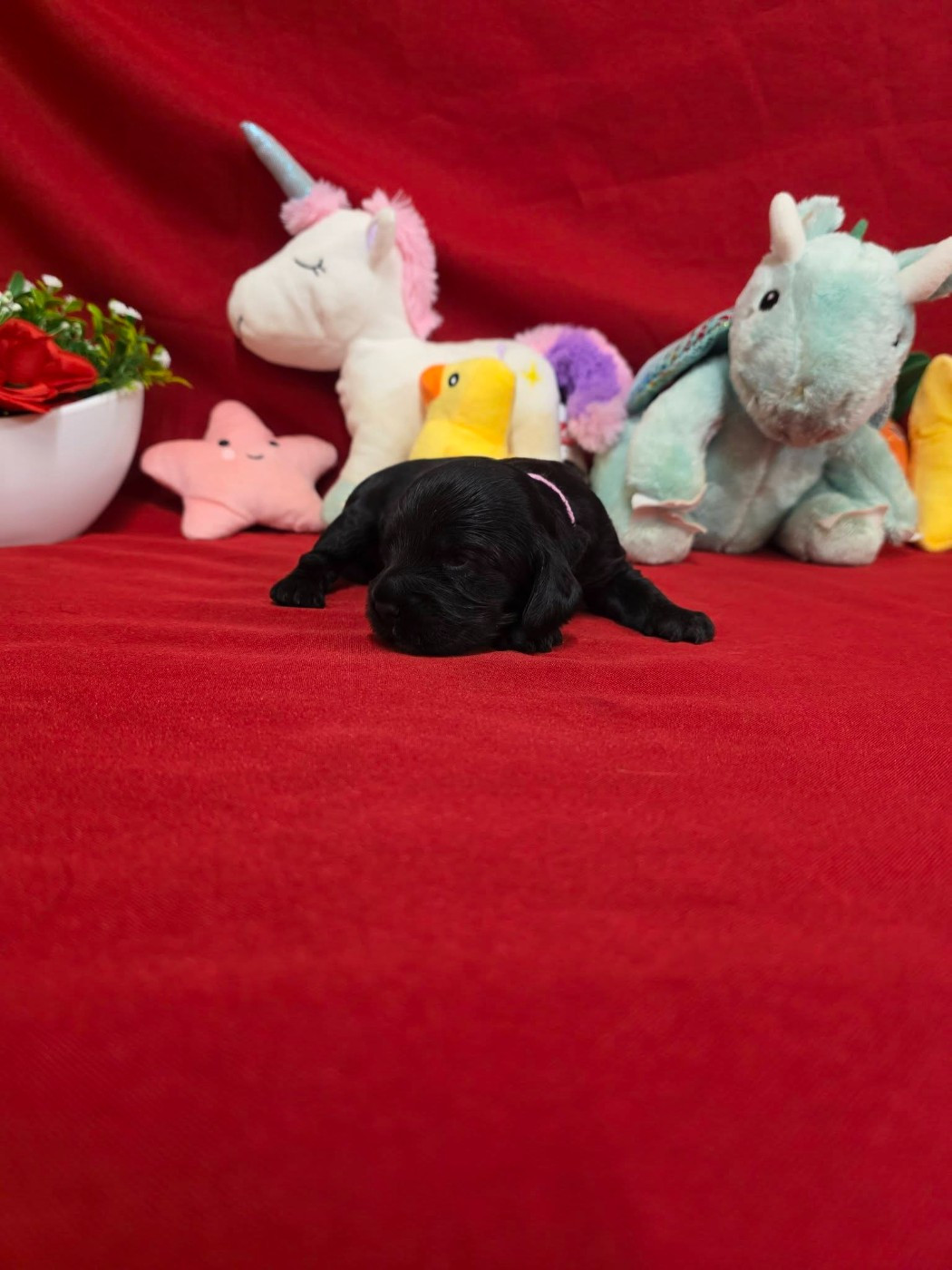 du domaine de Std Gladyce - Chiots disponibles - Cocker Spaniel Anglais