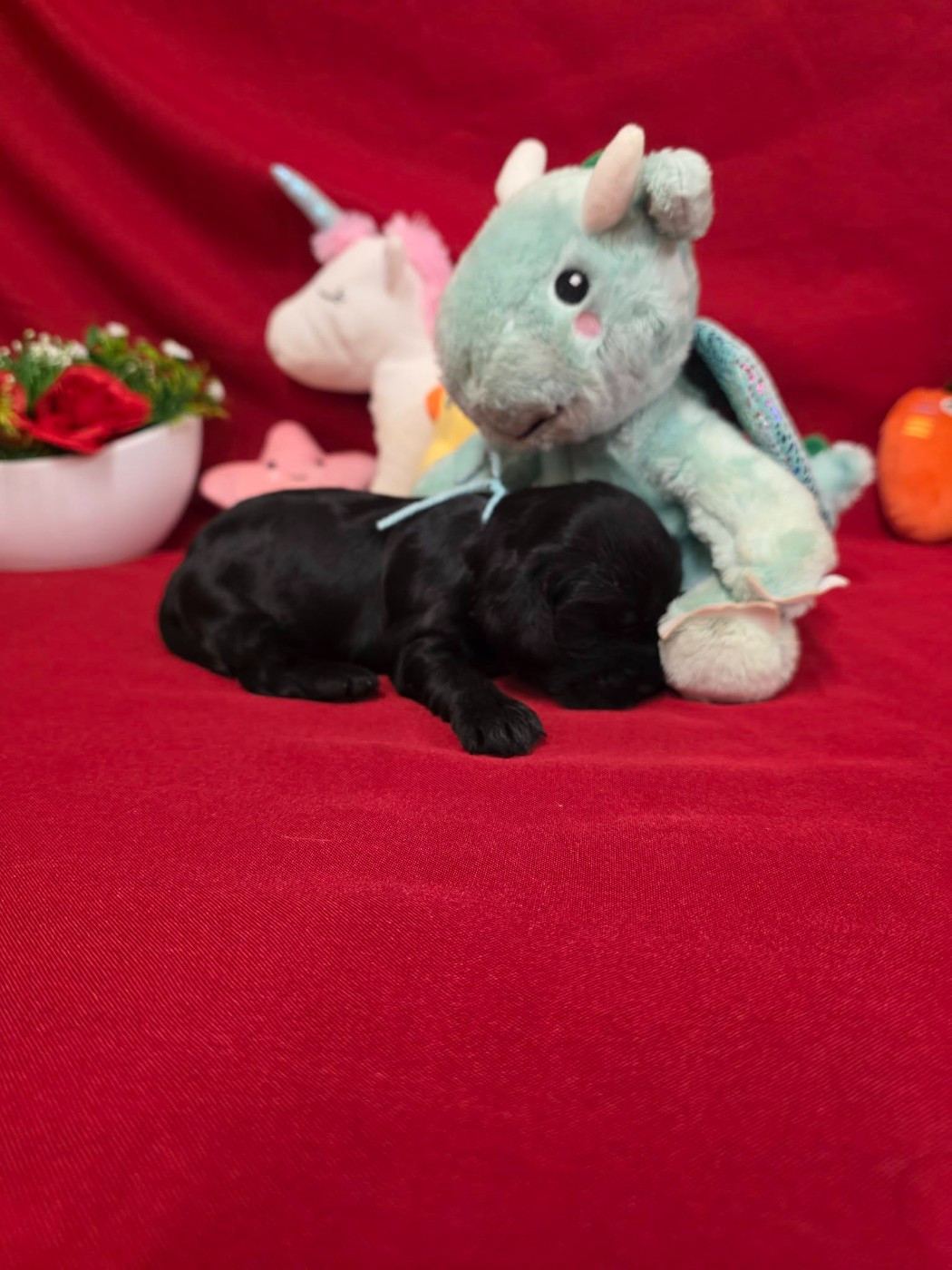 du domaine de Std Gladyce - Chiots disponibles - Cocker Spaniel Anglais