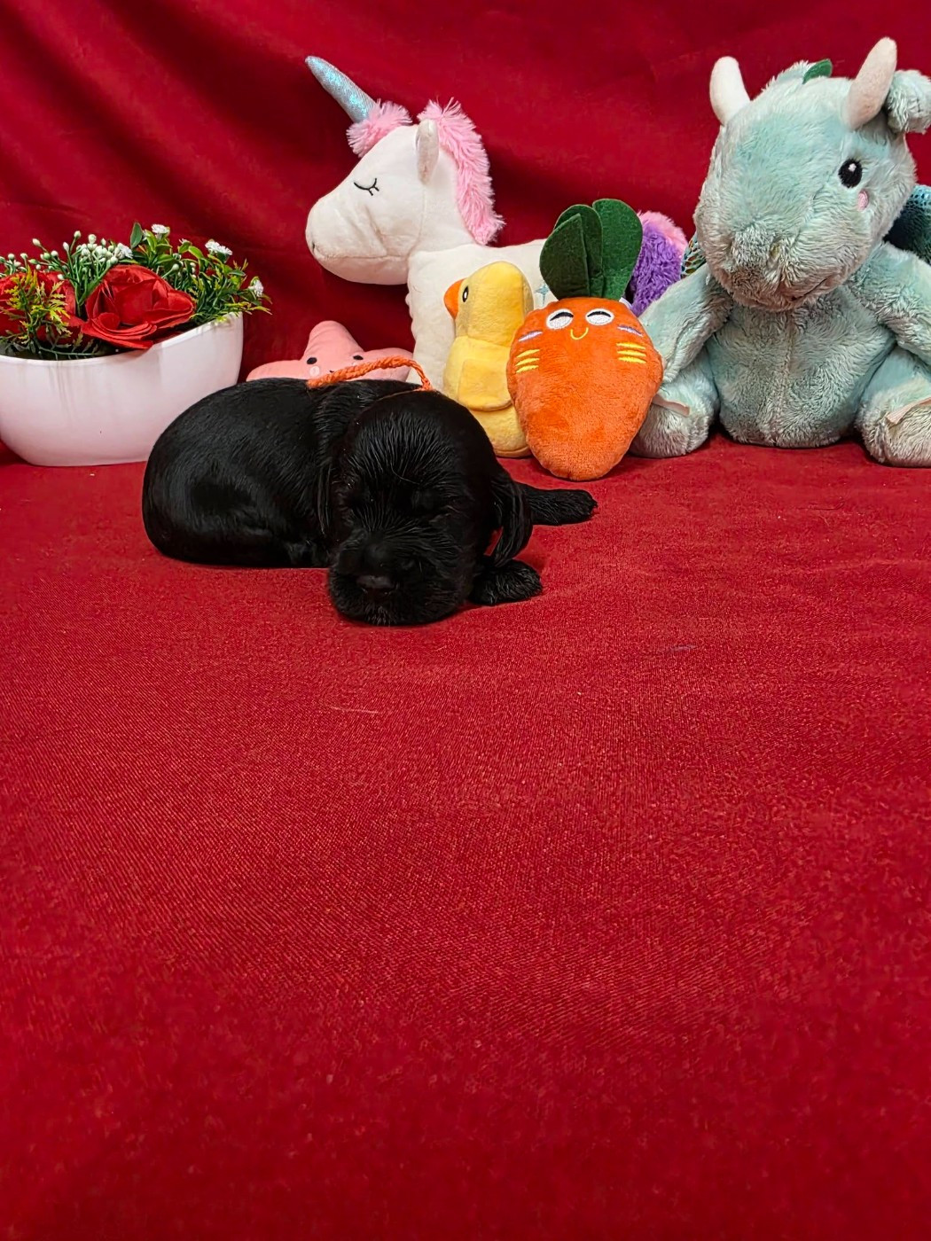du domaine de Std Gladyce - Chiots disponibles - Cocker Spaniel Anglais