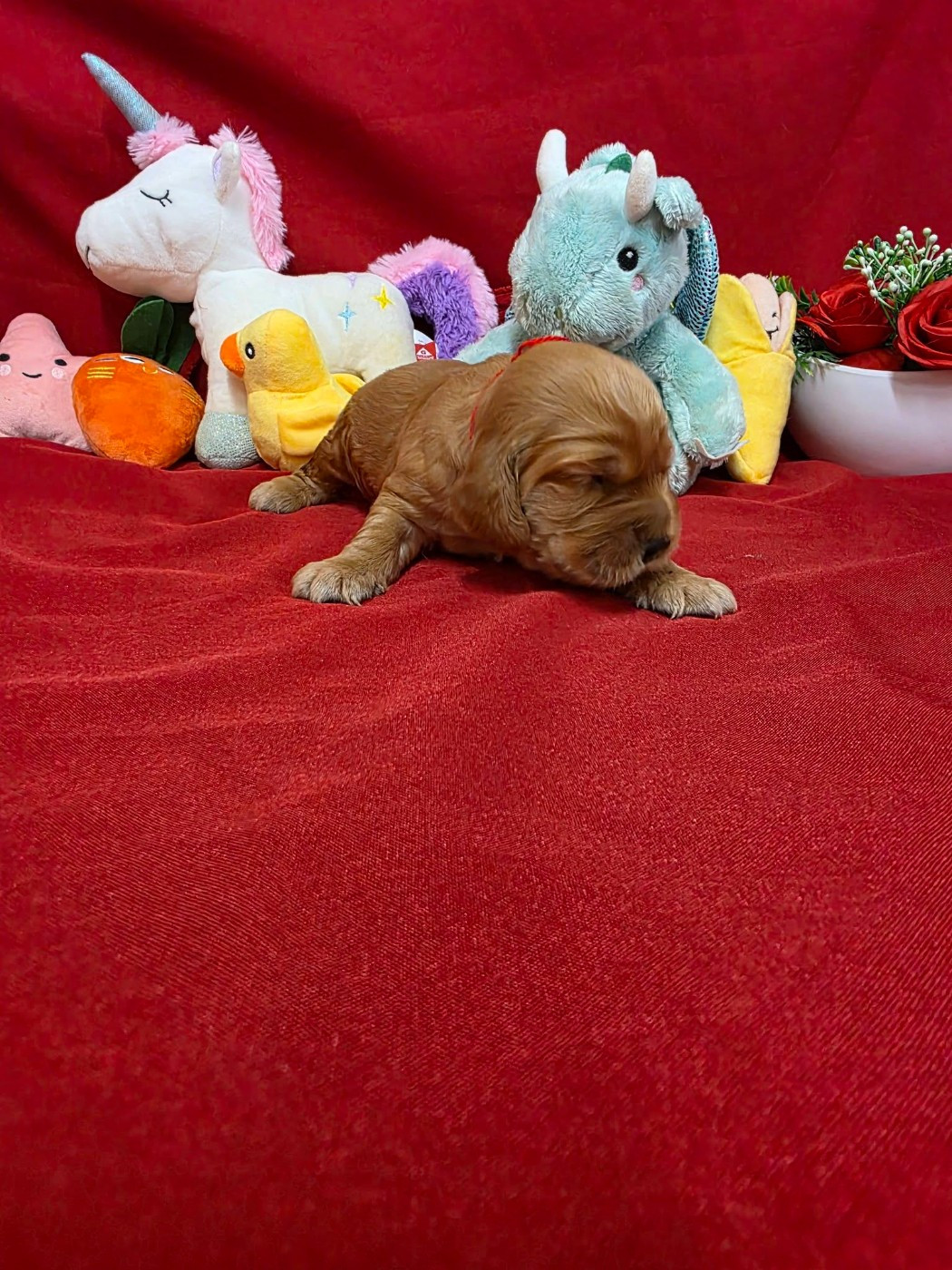 du domaine de Std Gladyce - Chiots disponibles - Cocker Spaniel Anglais