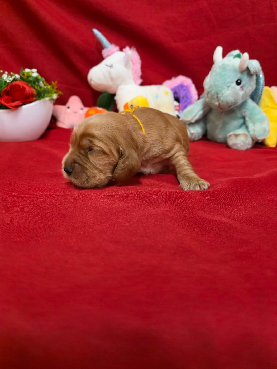 du domaine de Std Gladyce - Chiots disponibles - Cocker Spaniel Anglais
